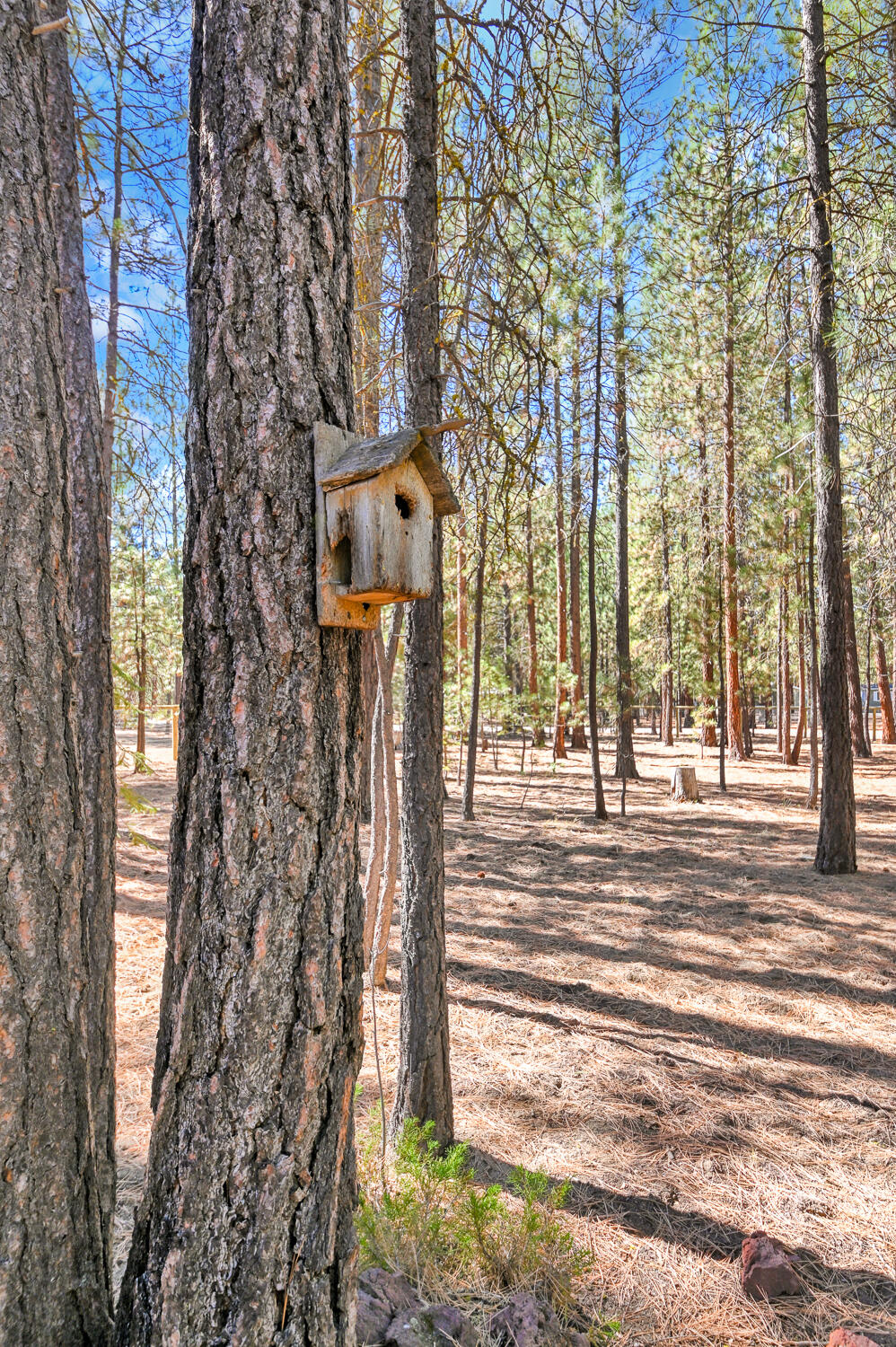 Ponderosa Pines - Land