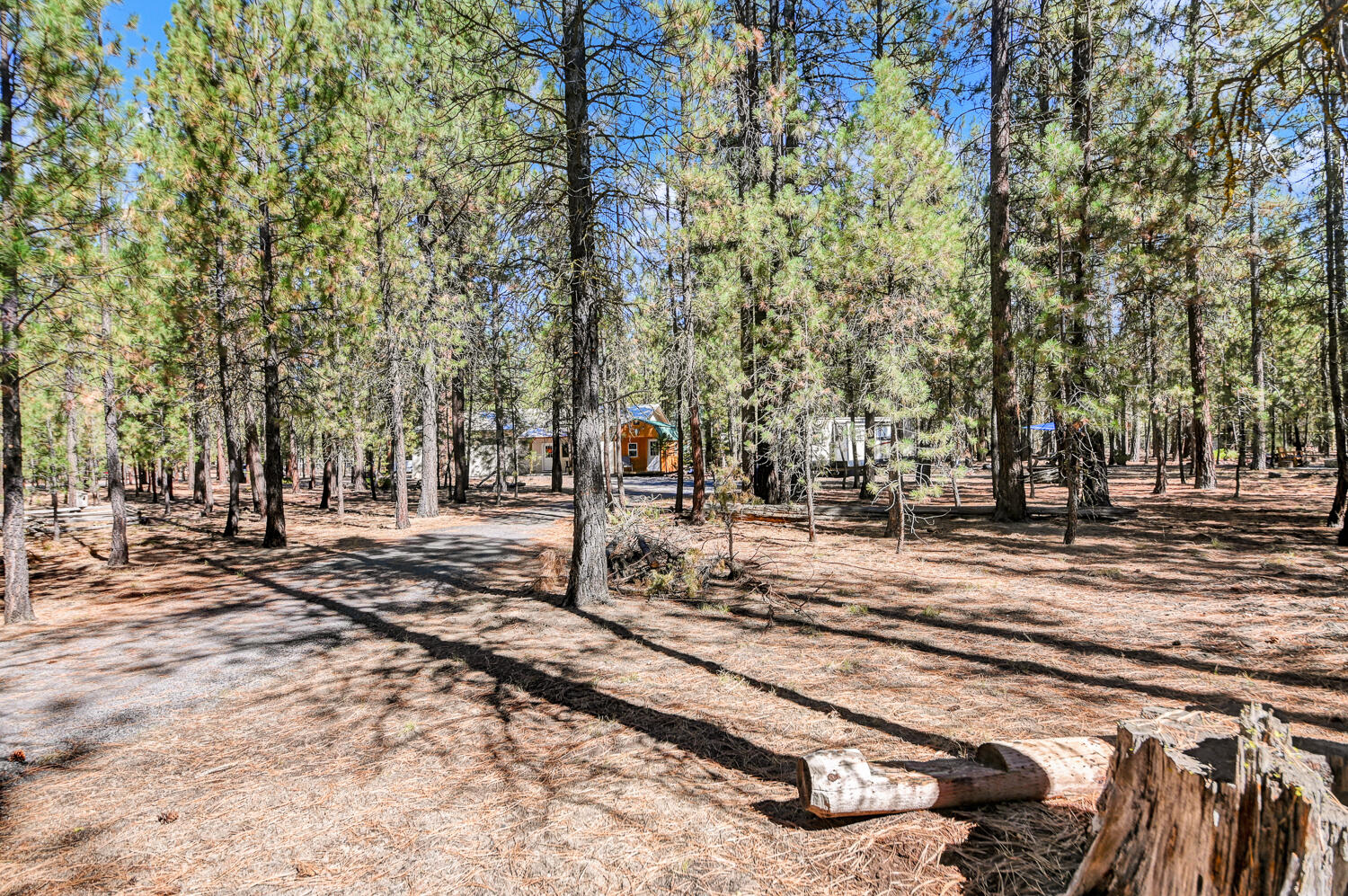 Ponderosa Pines - Land