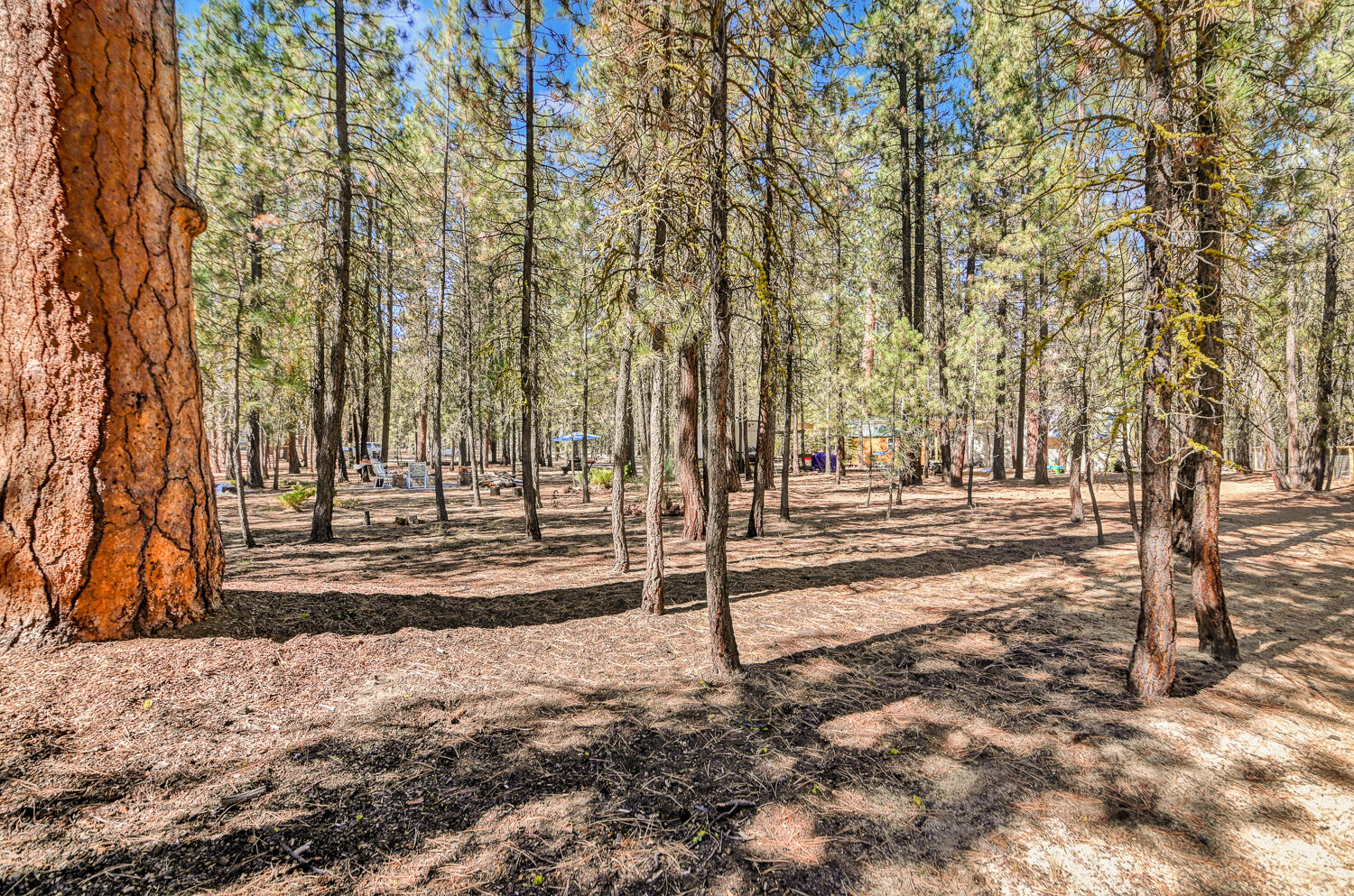 Ponderosa Pines - Land