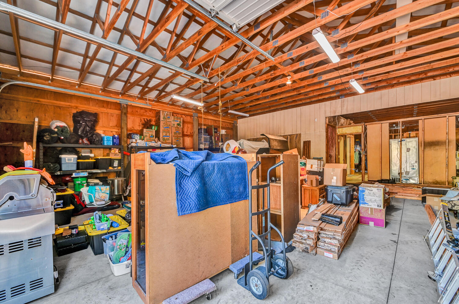 Ponderosa Pines - Land