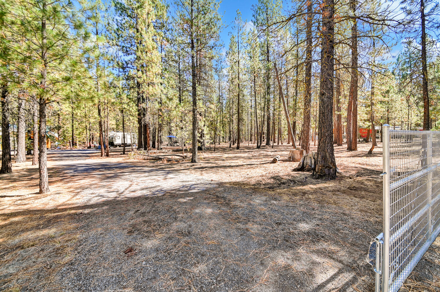 Ponderosa Pines - Land