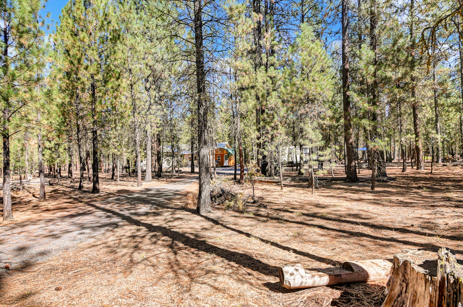 Ponderosa Pines - Land