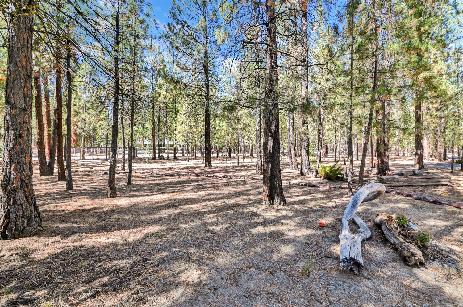 Ponderosa Pines - Land