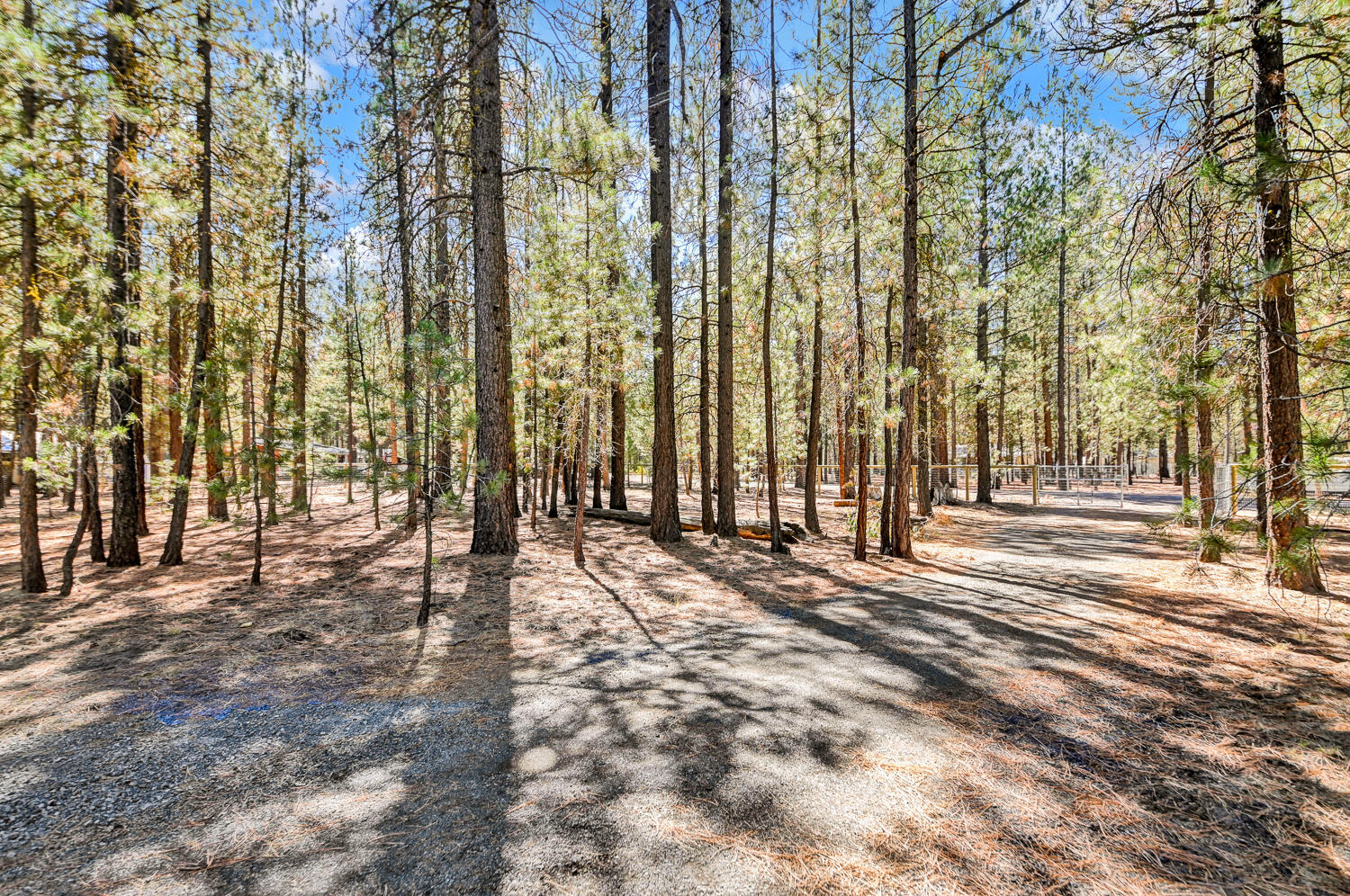 Ponderosa Pines - Land