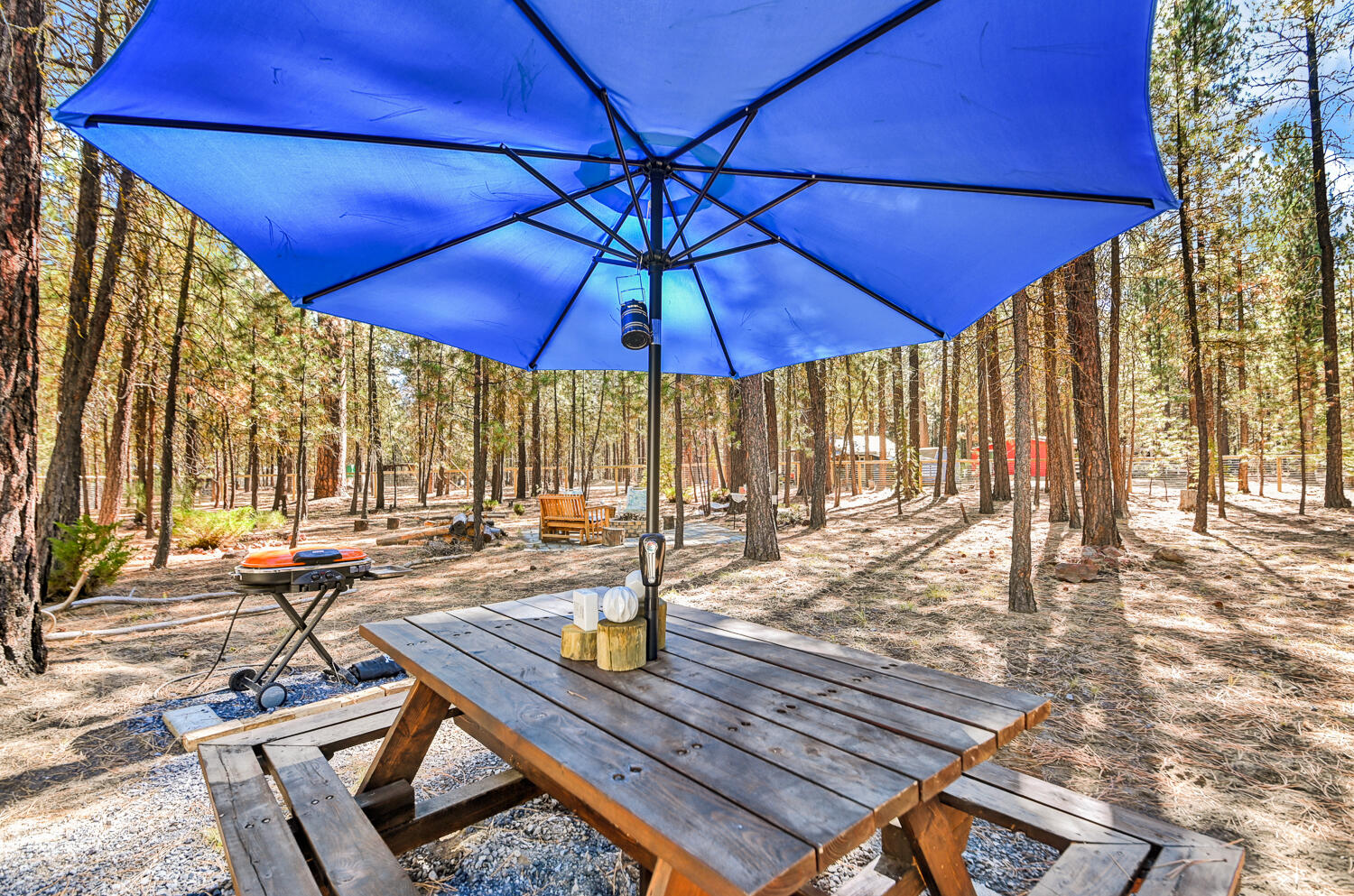 Ponderosa Pines - Land