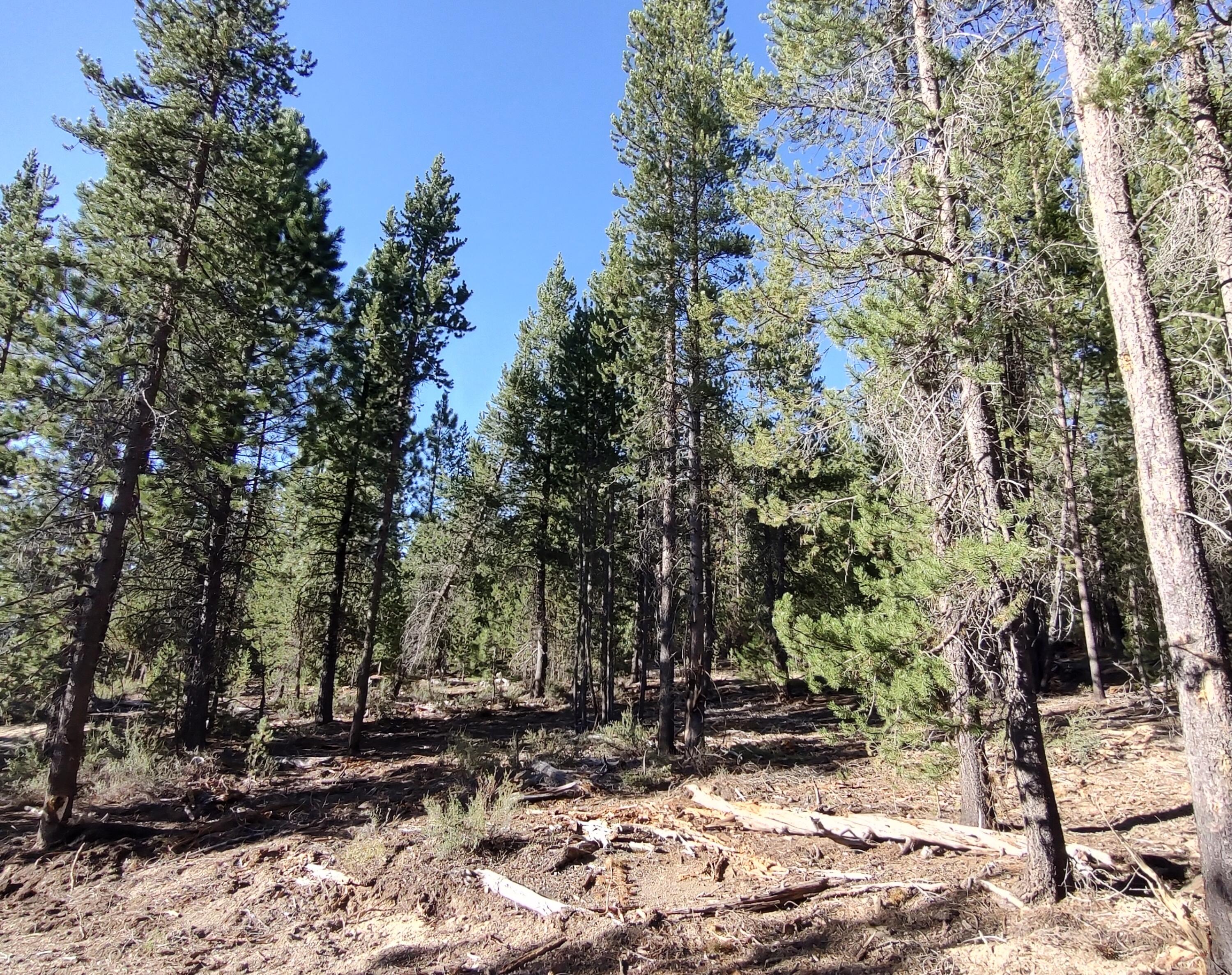 Diamond Peaks - Land