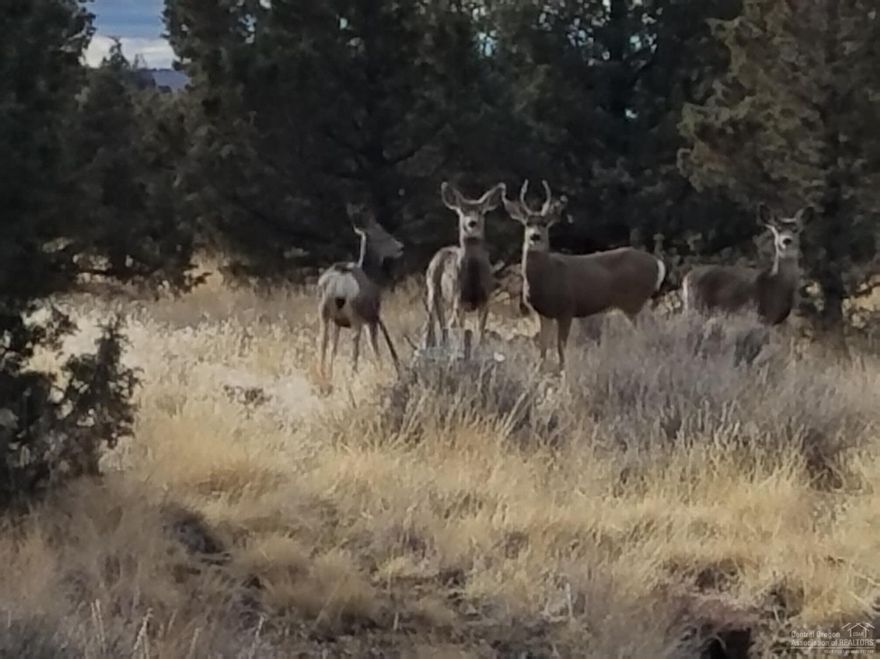 Nice 5 acre parcel that is ready to be built on. Cascade views, private well and electrical all in place. Large juniper trees offer plenty of seclusion while being within 6 miles from Prineville and on the way to Prineville Reservoir. Currently set up with travel trailer for recreational use. Call for additional information, maps and directions.