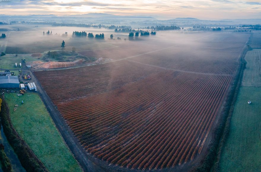 142.06 acre Blueberry Farm w/ 122.14 acres tillable acres.  This farm is primarily Newberg silt loam and Cloquato silt loam covered with 1940's water rights. 107 acres are connected with double-drip and plumbed for overhead sprinklers with 3 connected wells, 9 well sites.  37 acres Duke, 38 acres Calypso and 27 acres of Blue Gold.  A portion of the farm is trellised and irrigated for Raspberries.  Sale subject to the completion of a lot line adjustment consolidating the tillable acreage in process.