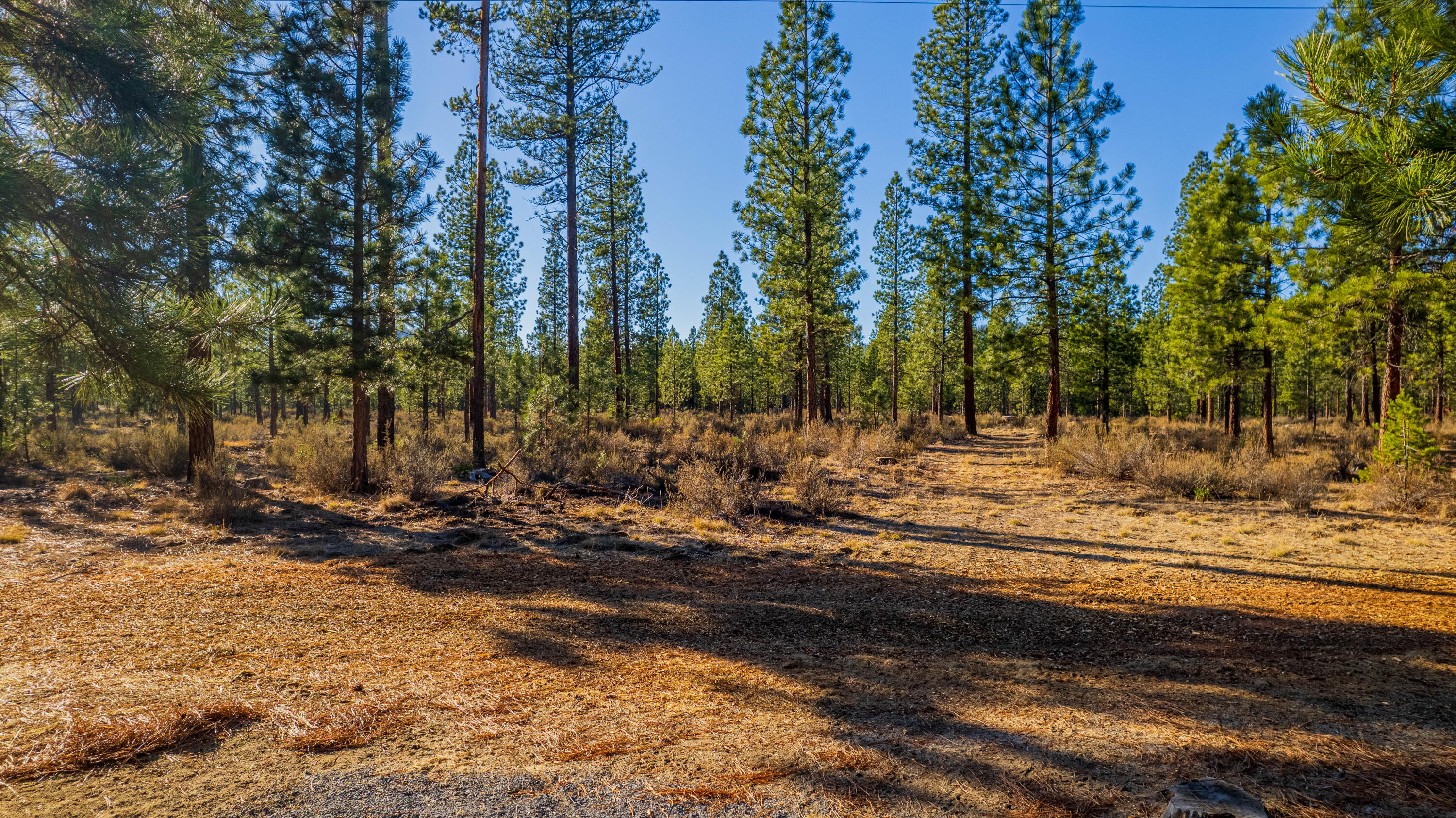 Ponderosa Pines - Residential