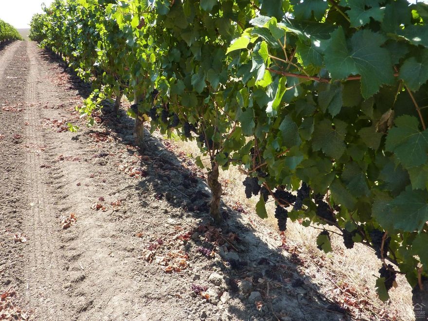 Entered for comp only. One of OR premier wineries & vineyards .