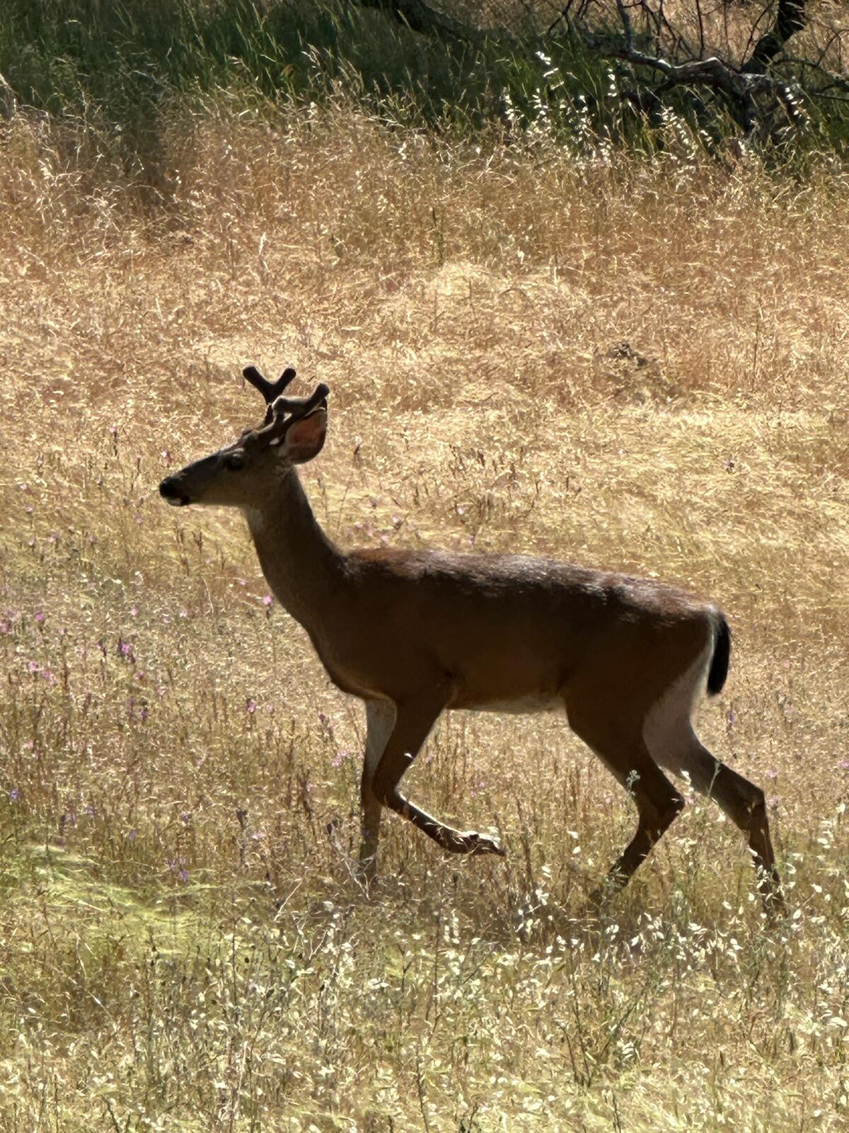 Manzanita Hills - Land