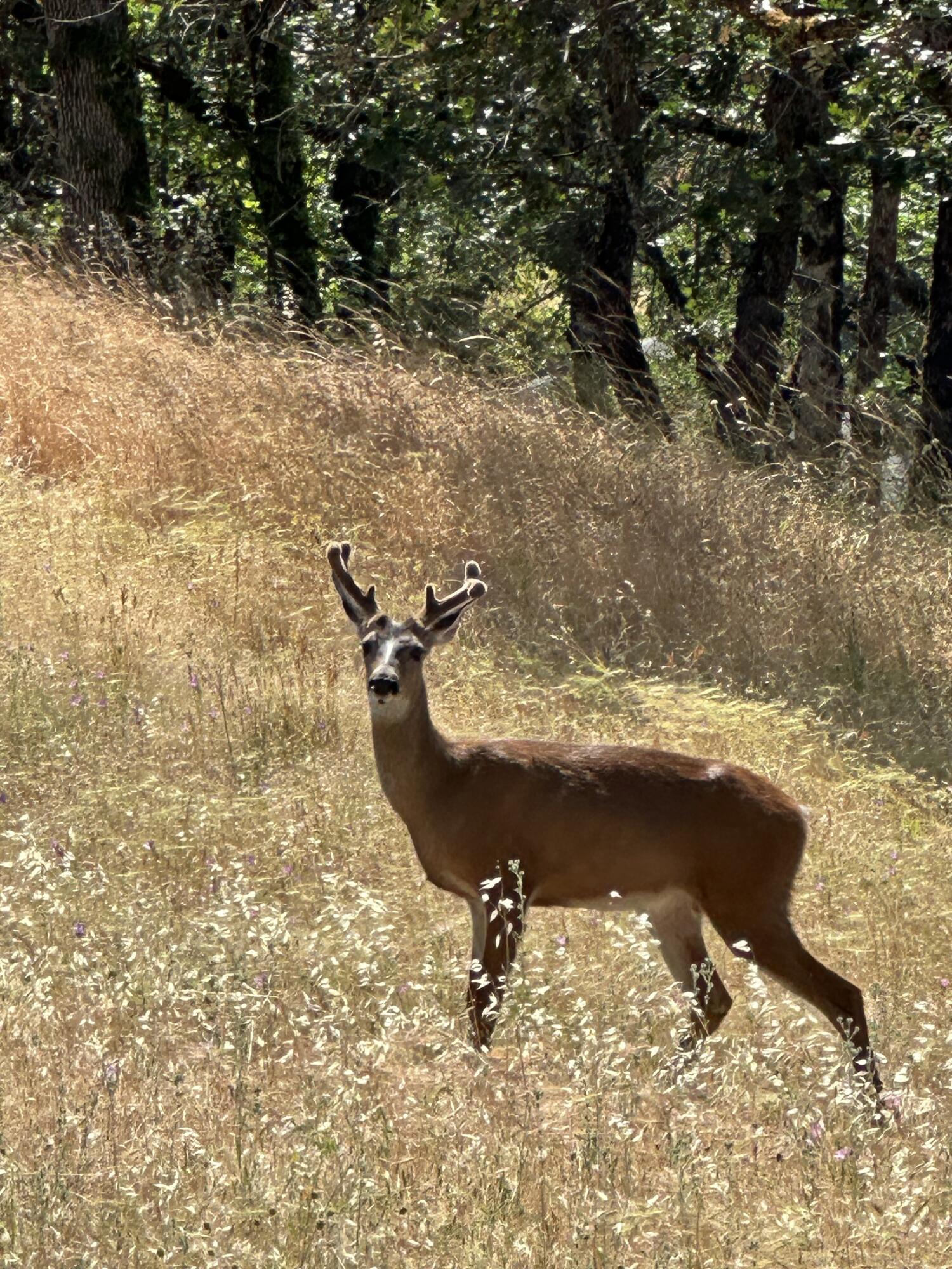 Manzanita Hills - Land