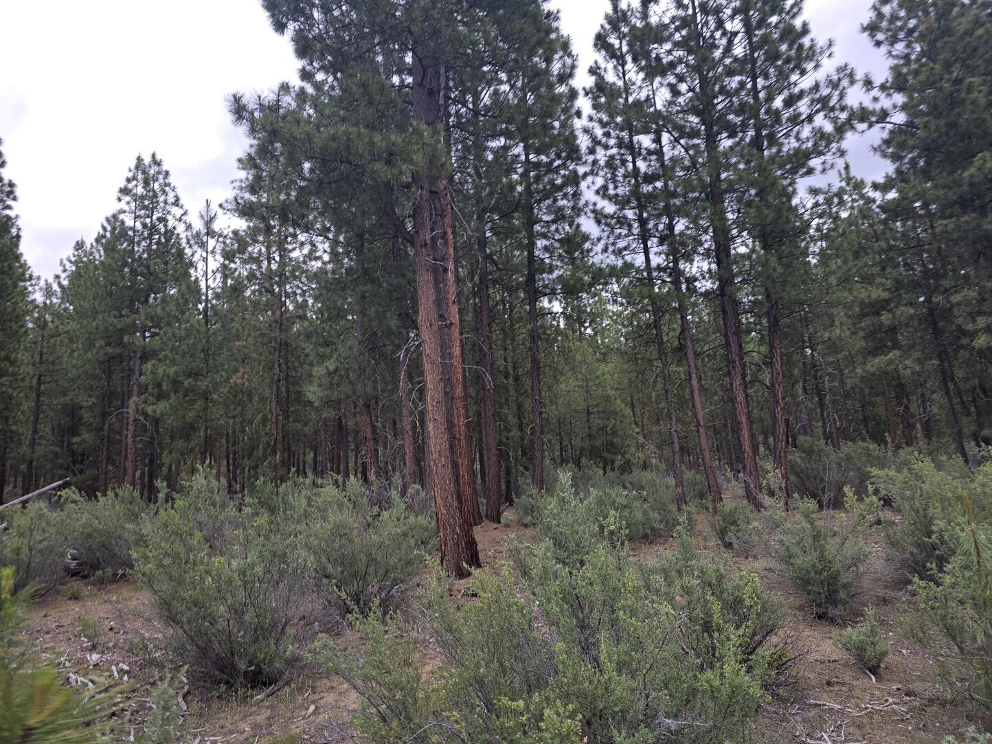 Sprague River - Land