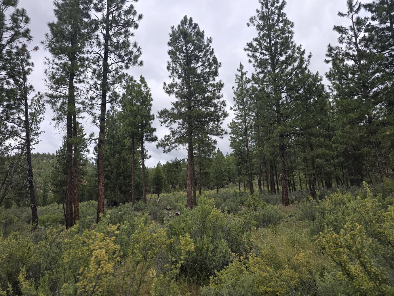 Sprague River - Land