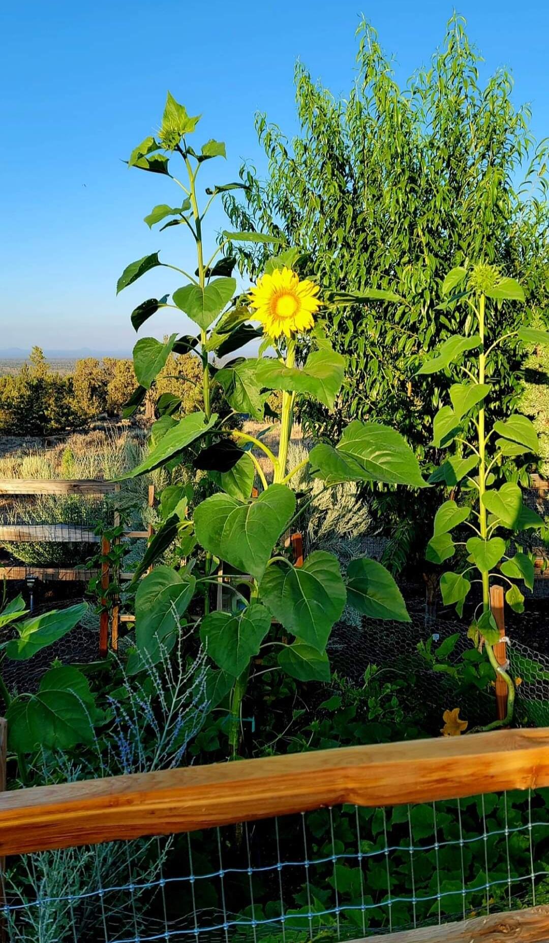 Brasada Ranch - Residential