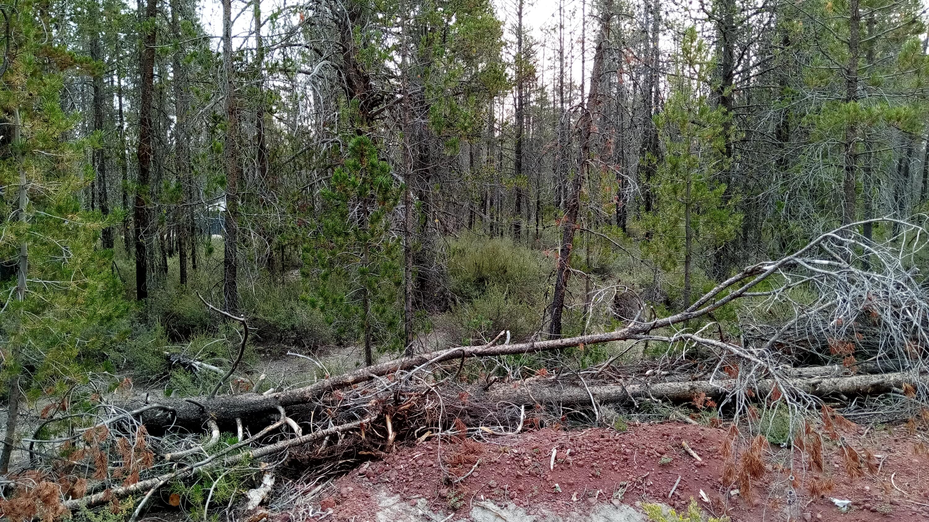 Mt. Scott Meadow - Land
