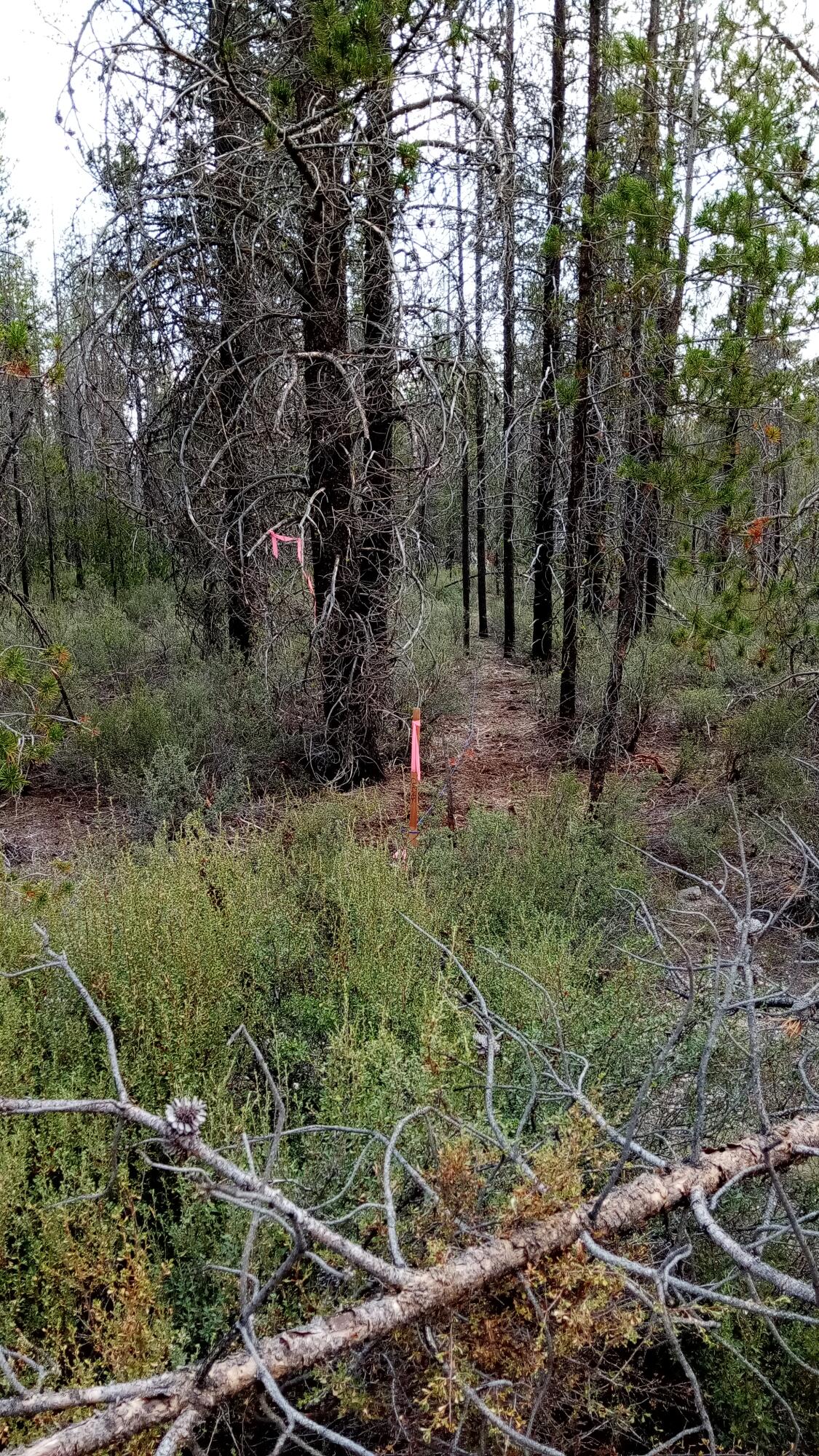 Mt. Scott Meadow - Land