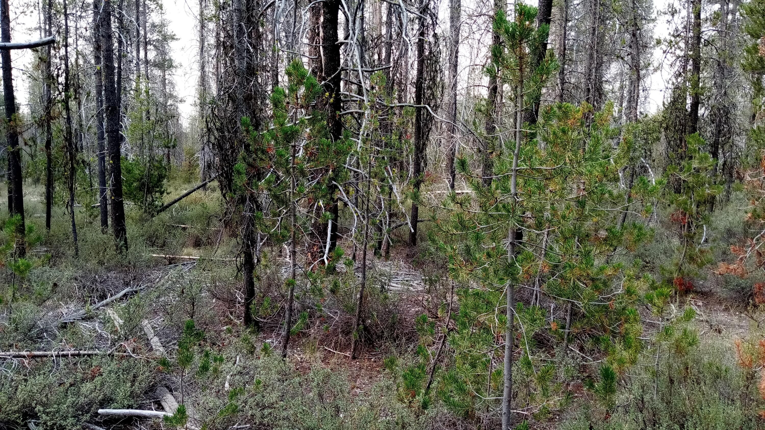 Mt. Scott Meadow - Land