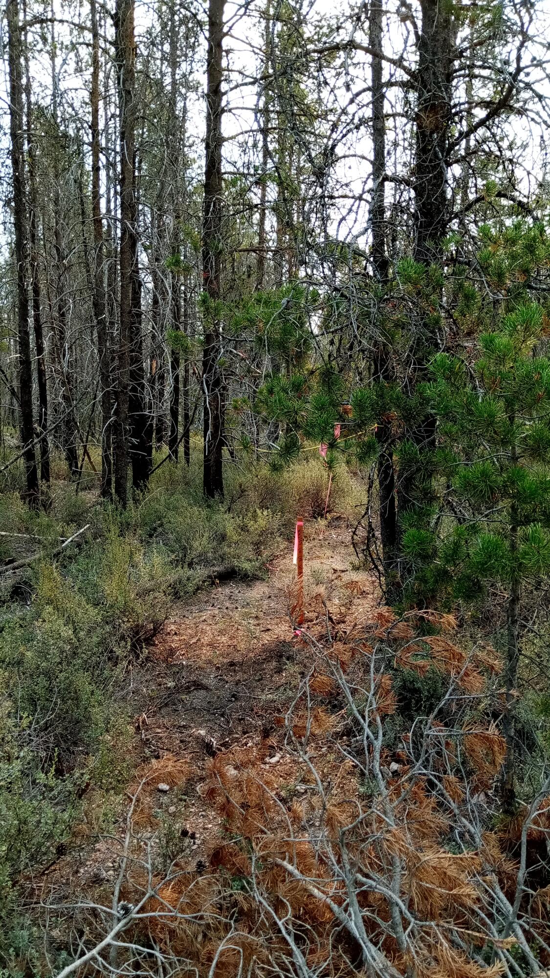 Mt. Scott Meadow - Land