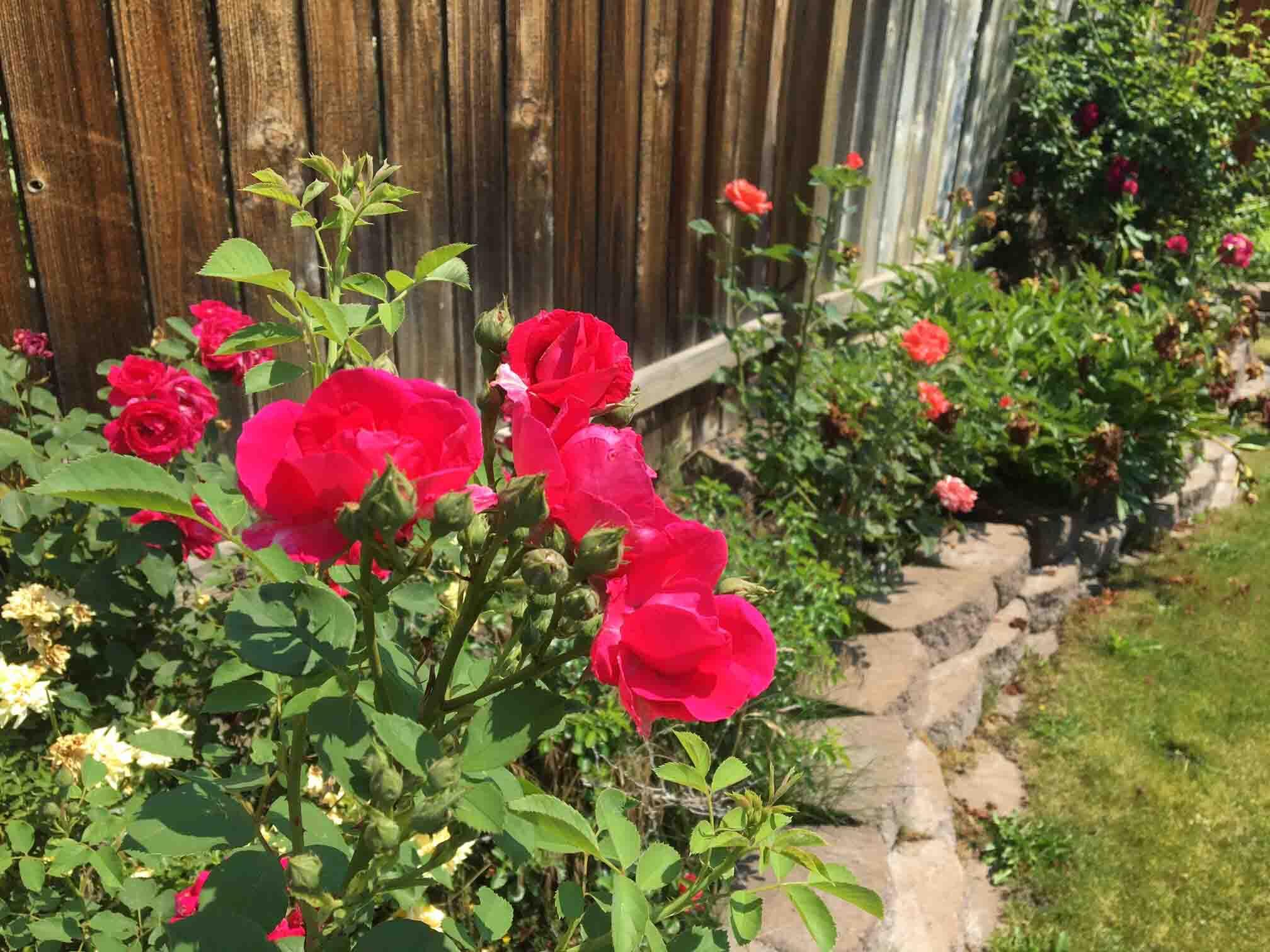 Oak Tree - Residential