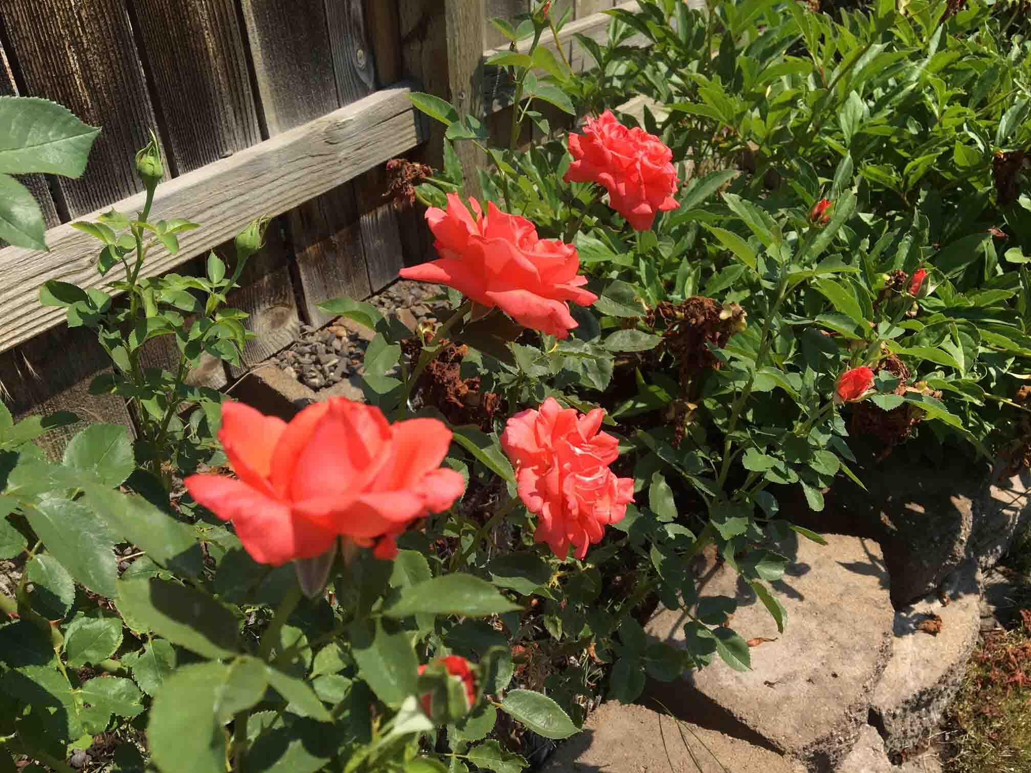 Oak Tree - Residential