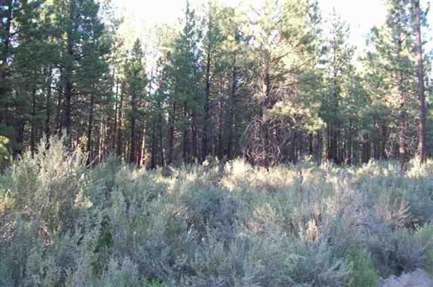 Approximately 2.37 Acres In The Pines, Nice Trees, Power Is Located At The Property Line.