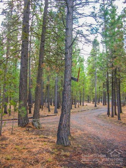 Ponderosa Pines - Residential