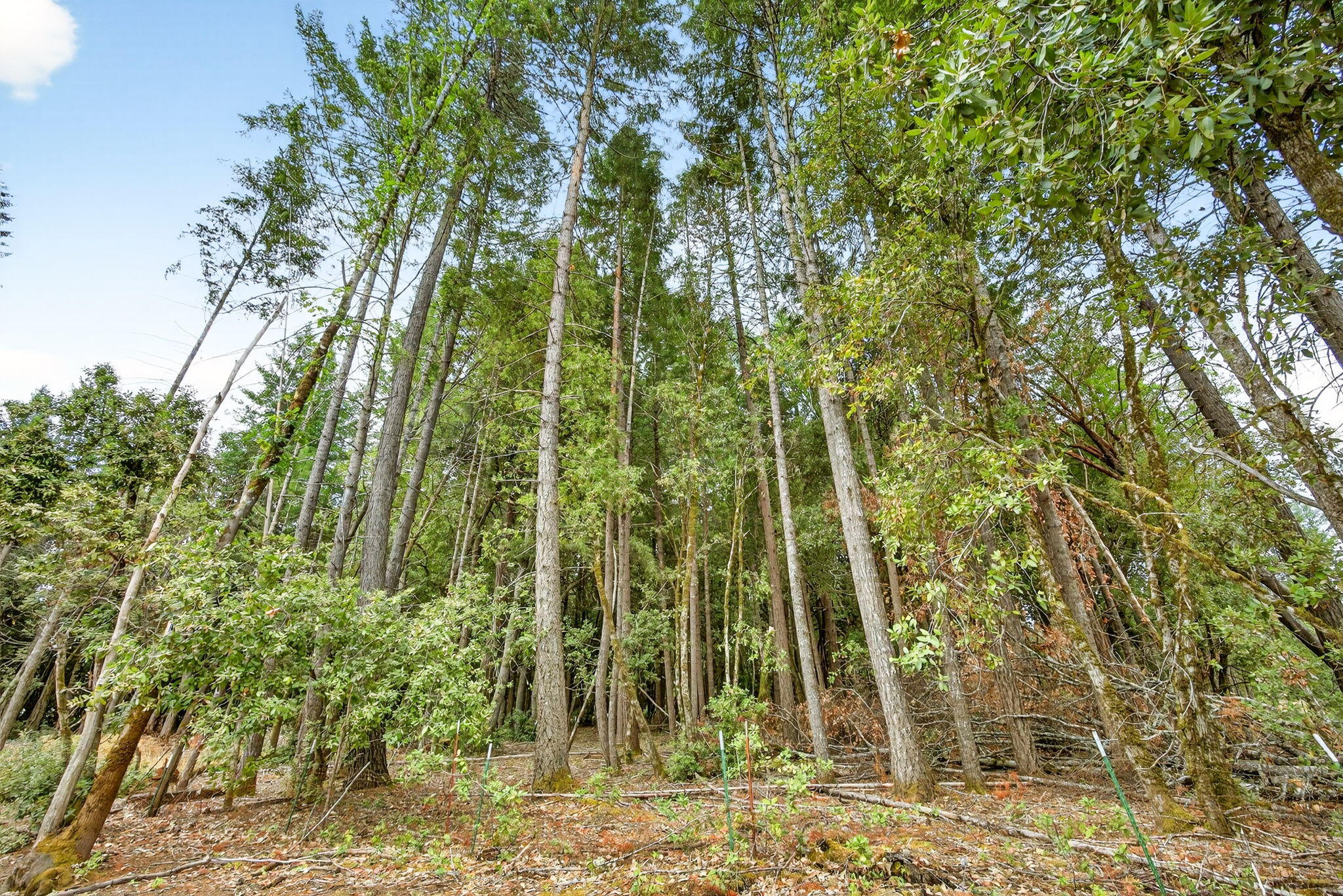 Pine Knolls Subdivision - Residential