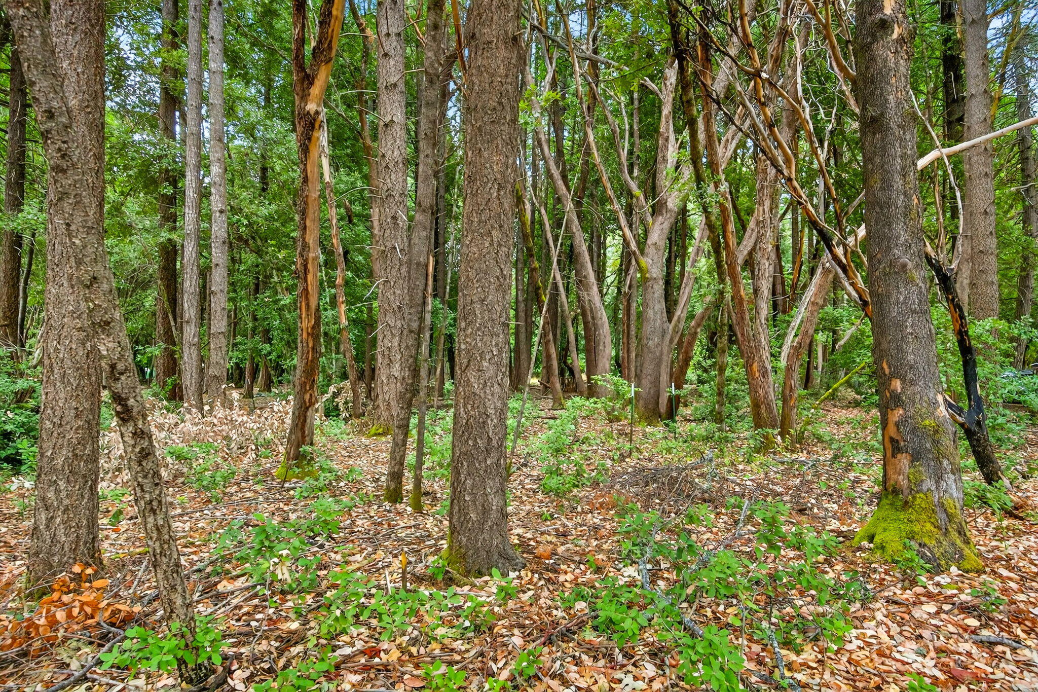 Pine Knolls Subdivision - Residential