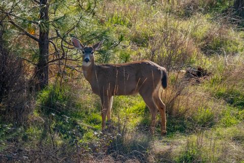 Tiny photo for 27914 Walkerwood Lane, Sweet Home, OR 97386 (MLS # 220214368)