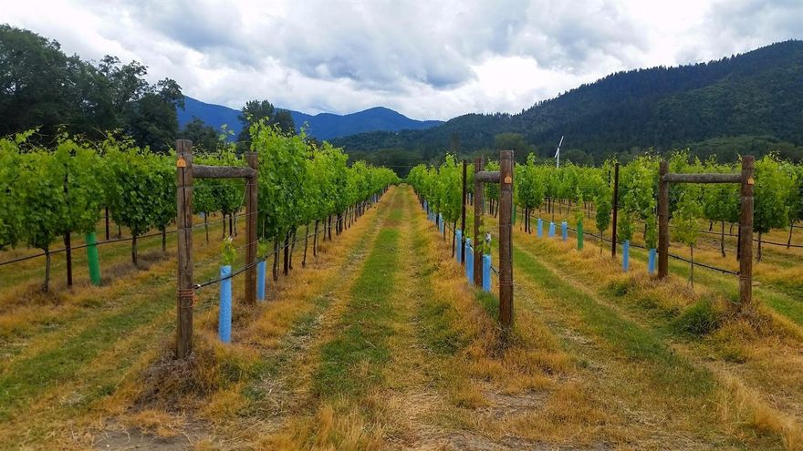 The search is over! This Wilderville, OR vineyard truly has it all. With over 126 total acres, this unique property has more to offer than any currently on the market today. The 30 acre vineyard consisting mostly of Pinot Noir was planted from 2009-2013 and is impeccable in performance and under contract with a phenomenal price structure. The property has 30+/- acres to plant more grapes or the crop of your choice (currently in hay production). The water rights from the Applegate River date back to 1899! The vineyard is 100% deer fenced and orchard fans for frost protection. The second parcel to this amazing property is the 48 acre private Water Park. With nearly 1.5 miles of Applegate River frontage, this park is a fisherman's and water fowl lover's dream! You must truly experience this one of a kind property to get it's full effect. Only 8 short miles to downtown Grants Pass, the Wilderville vineyard is the escape you've been waiting for! Call today for a personal tour.