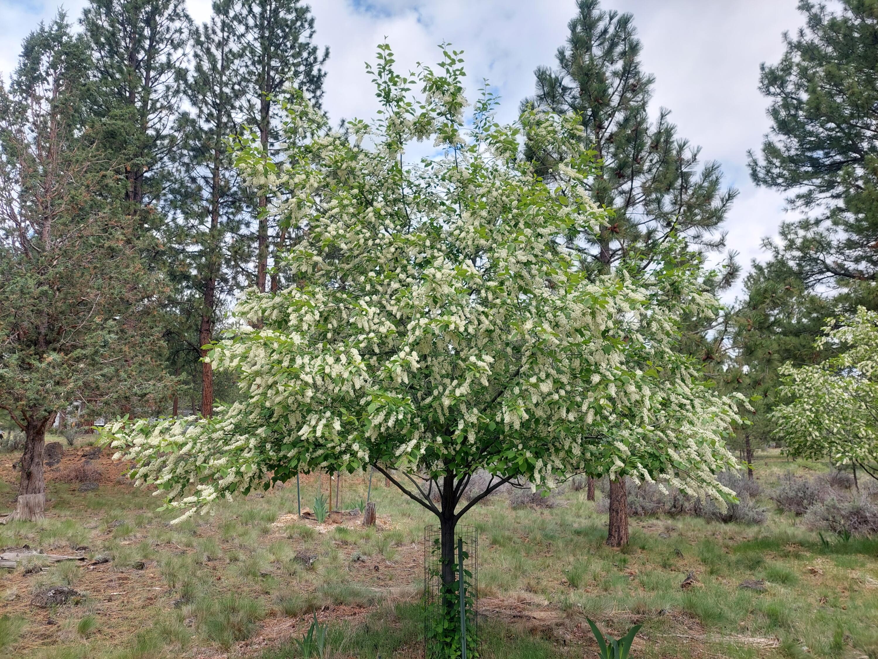 Woodside Ranch - Residential
