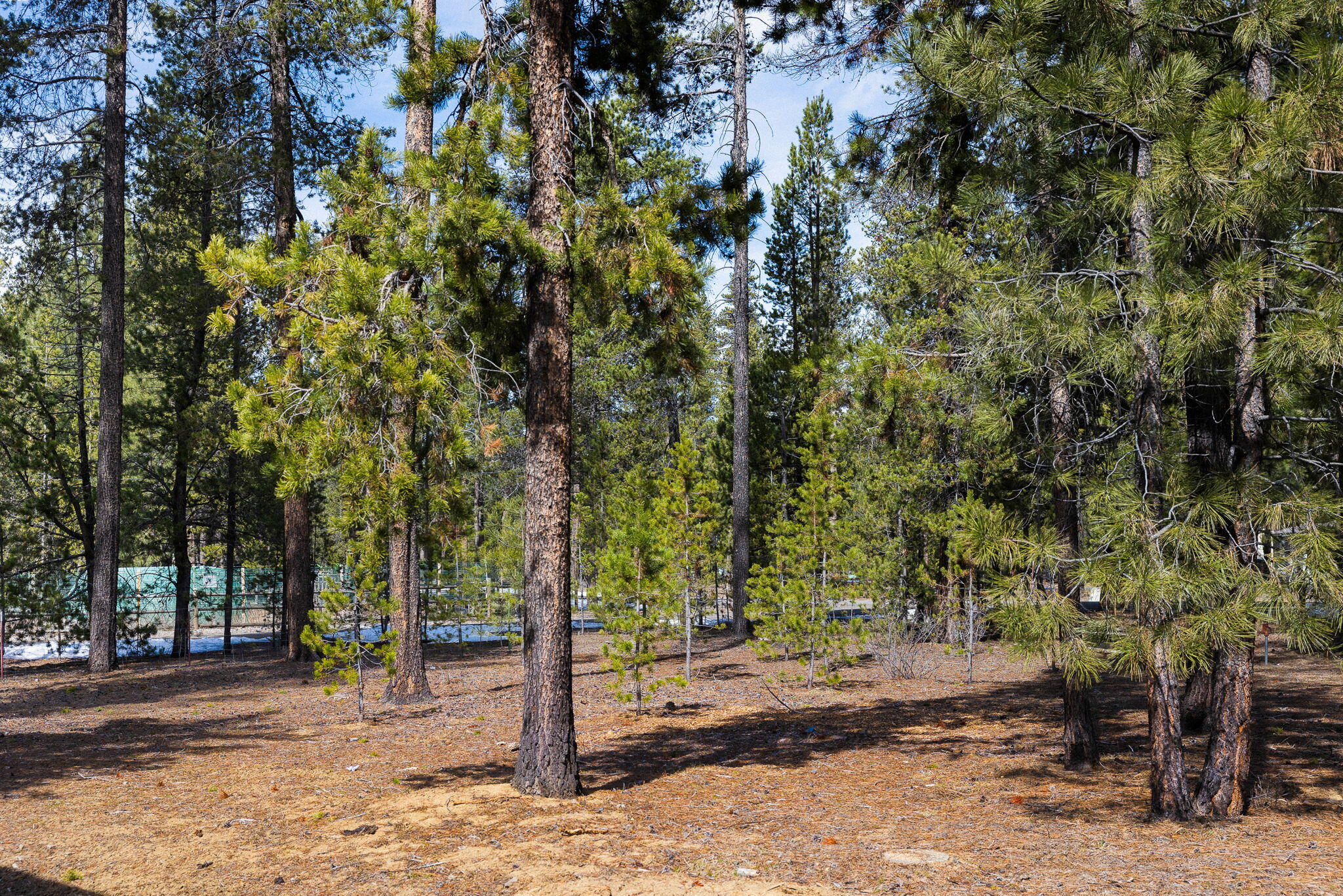 Forest View - Residential