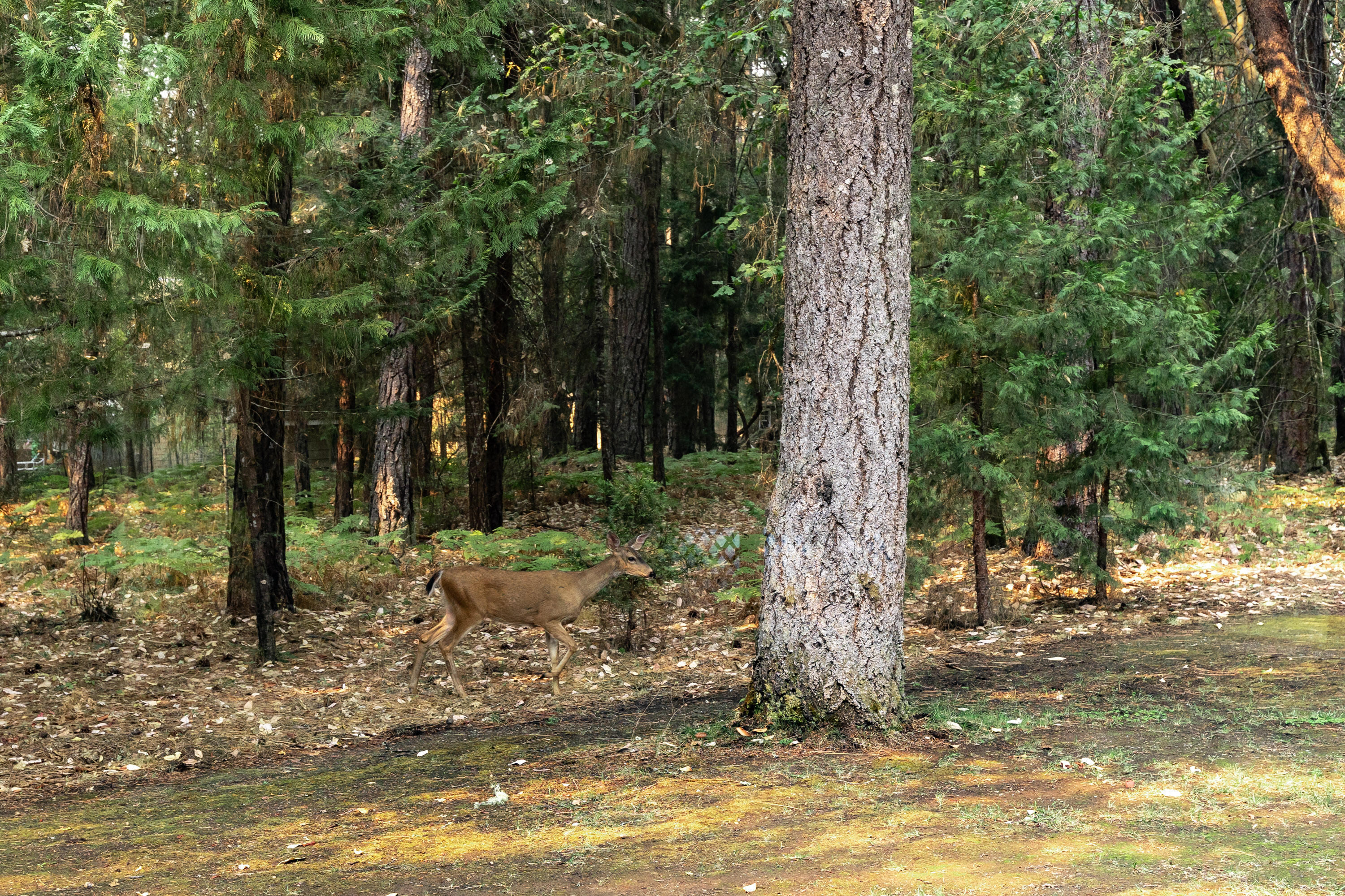 Redthorne Subdivision - Residential