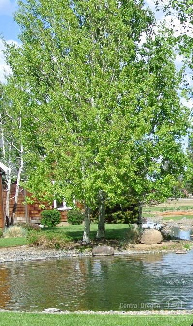 Pine Meadow Vill - Residential