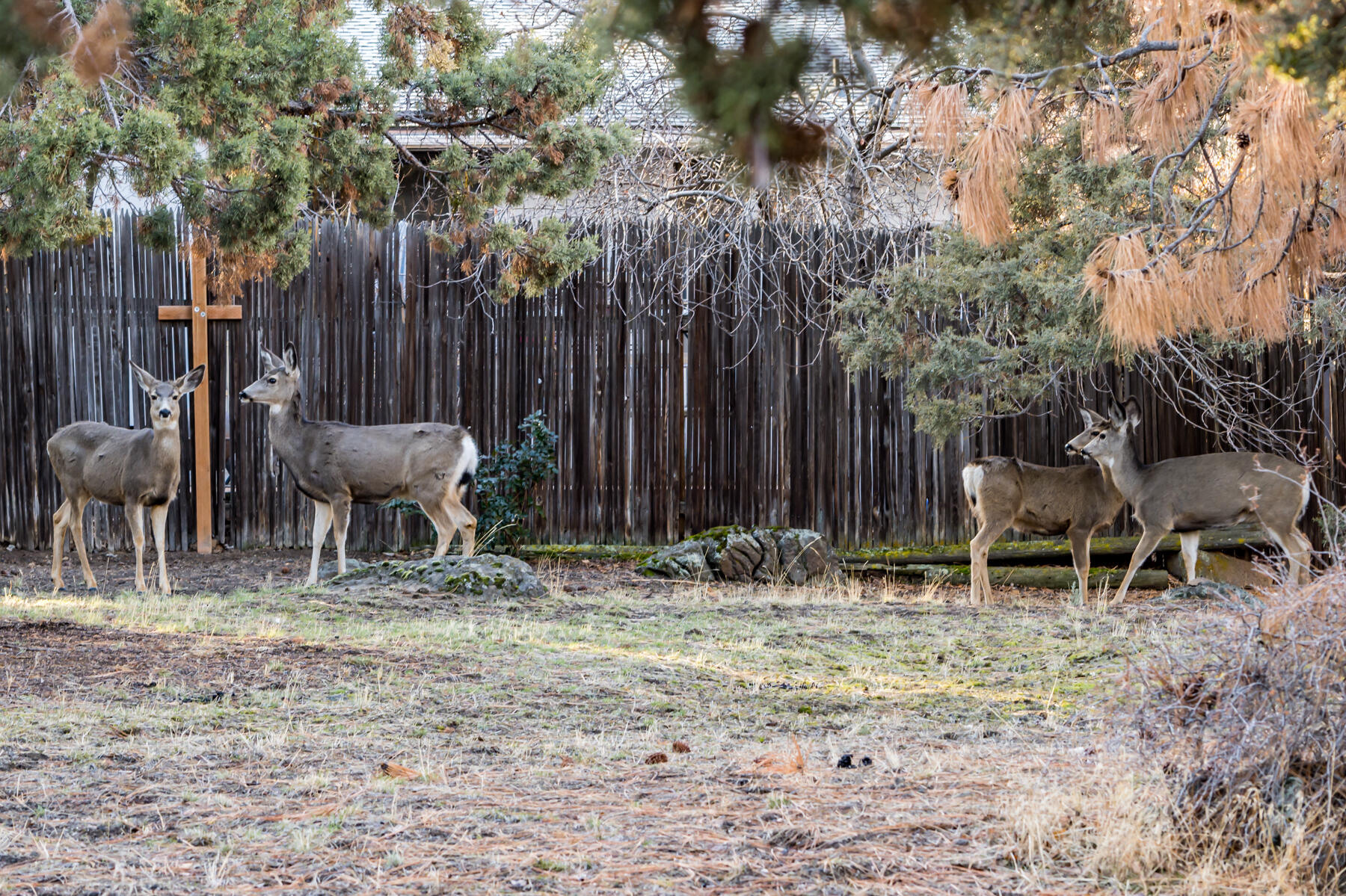 Pheasant Hill - Residential