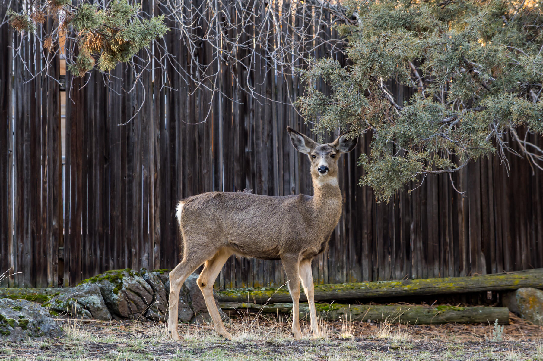 Pheasant Hill - Residential