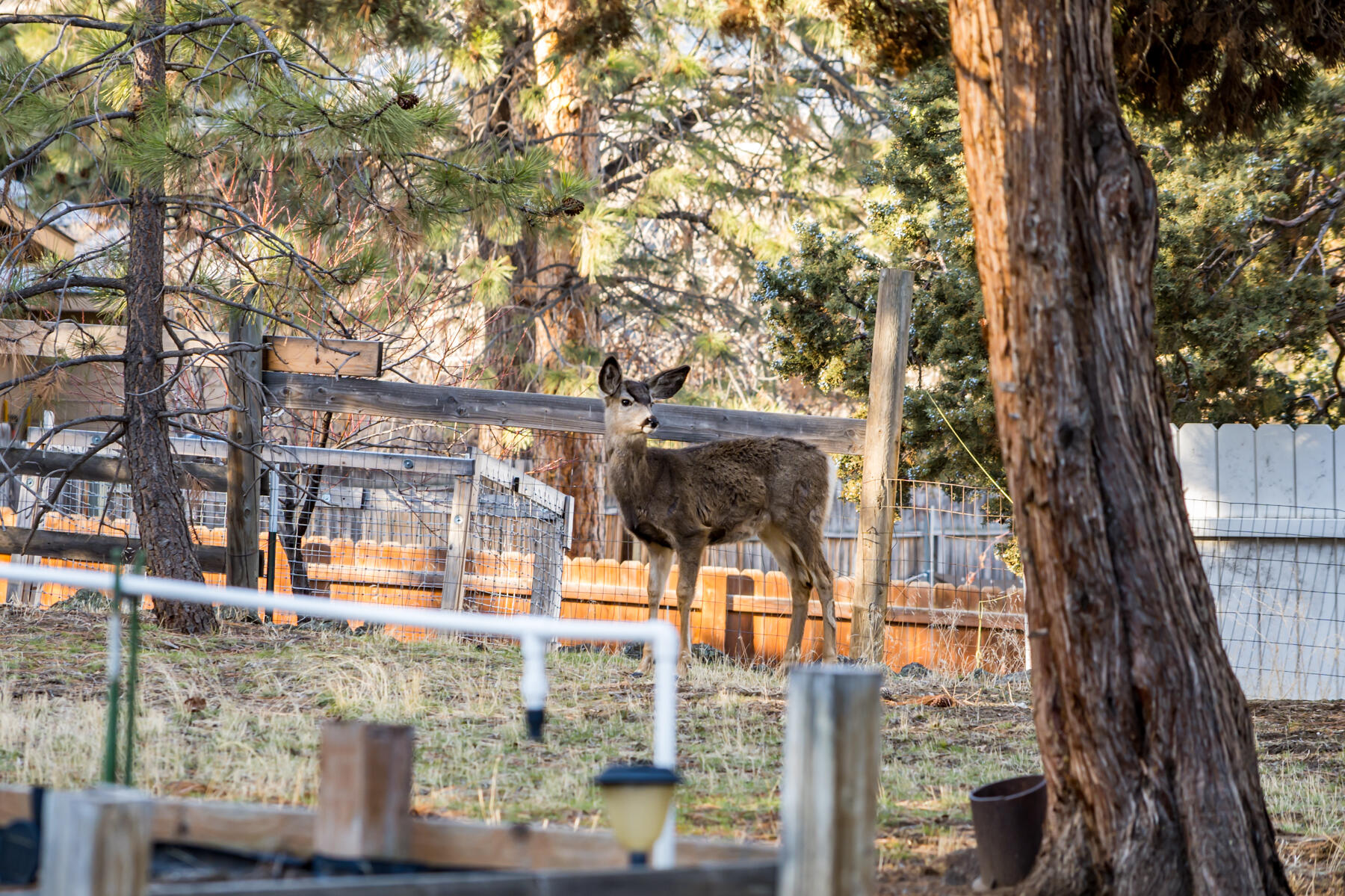 Pheasant Hill - Residential