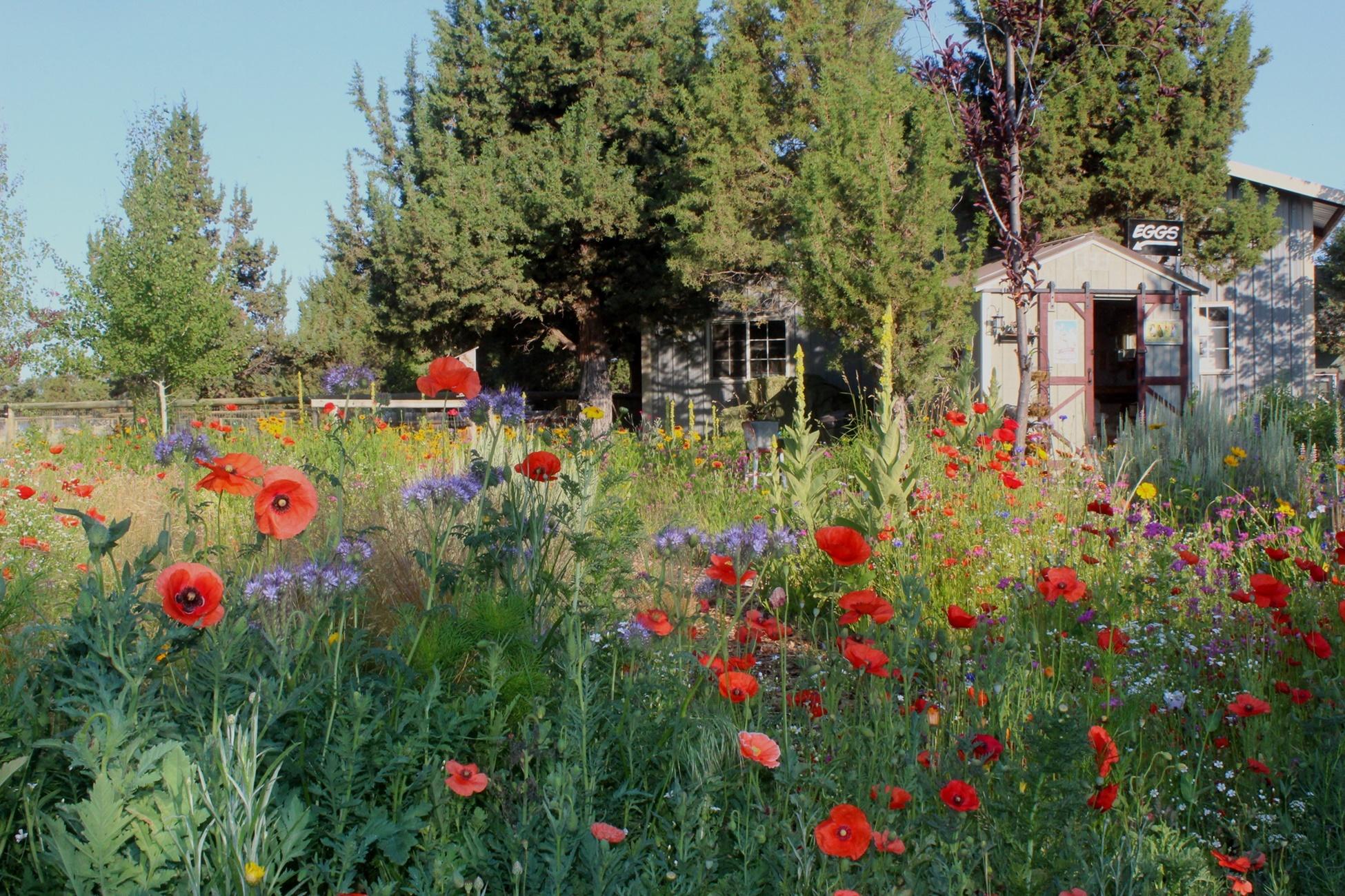 Buena Ventura - Residential