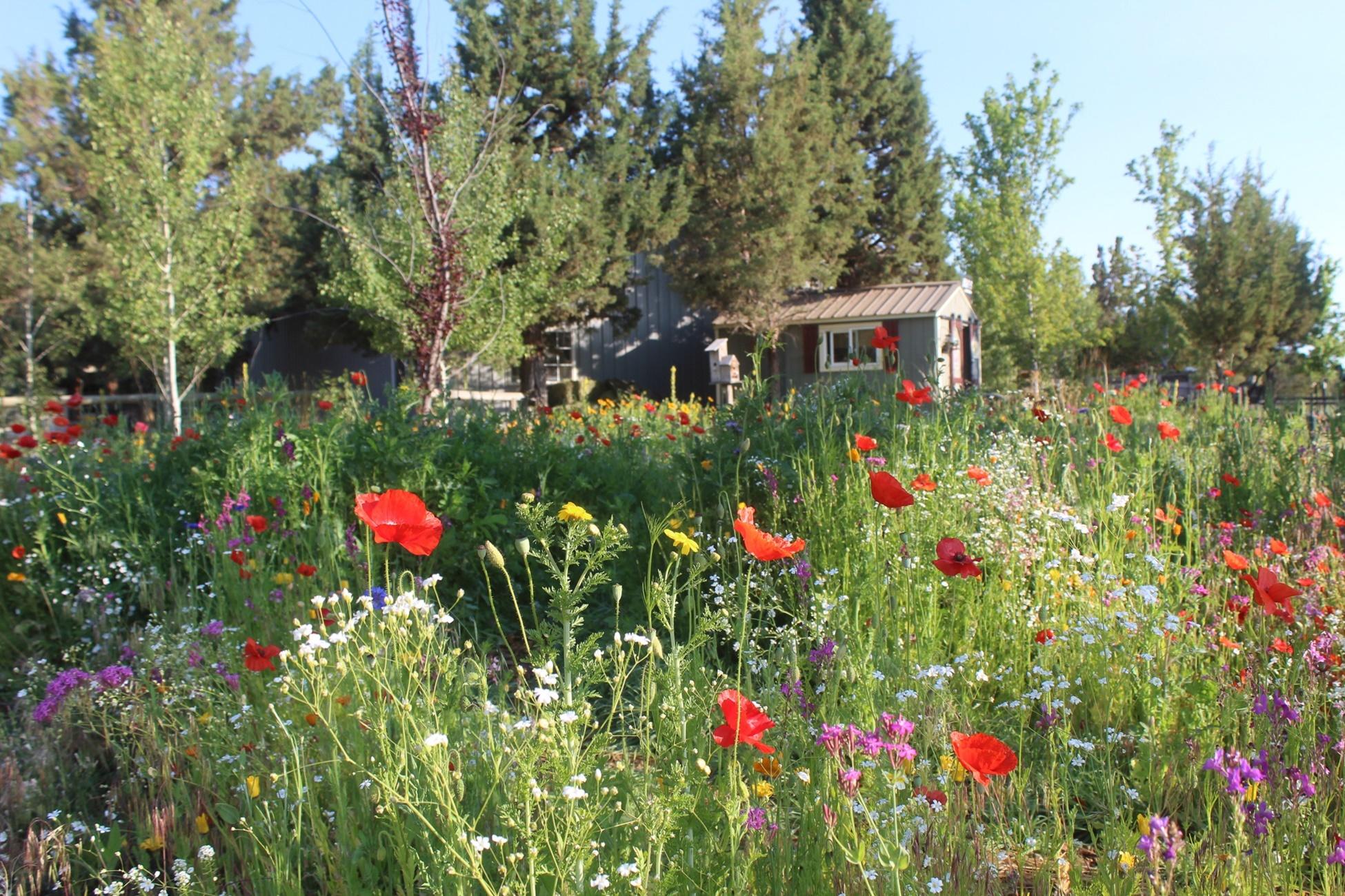 Buena Ventura - Residential