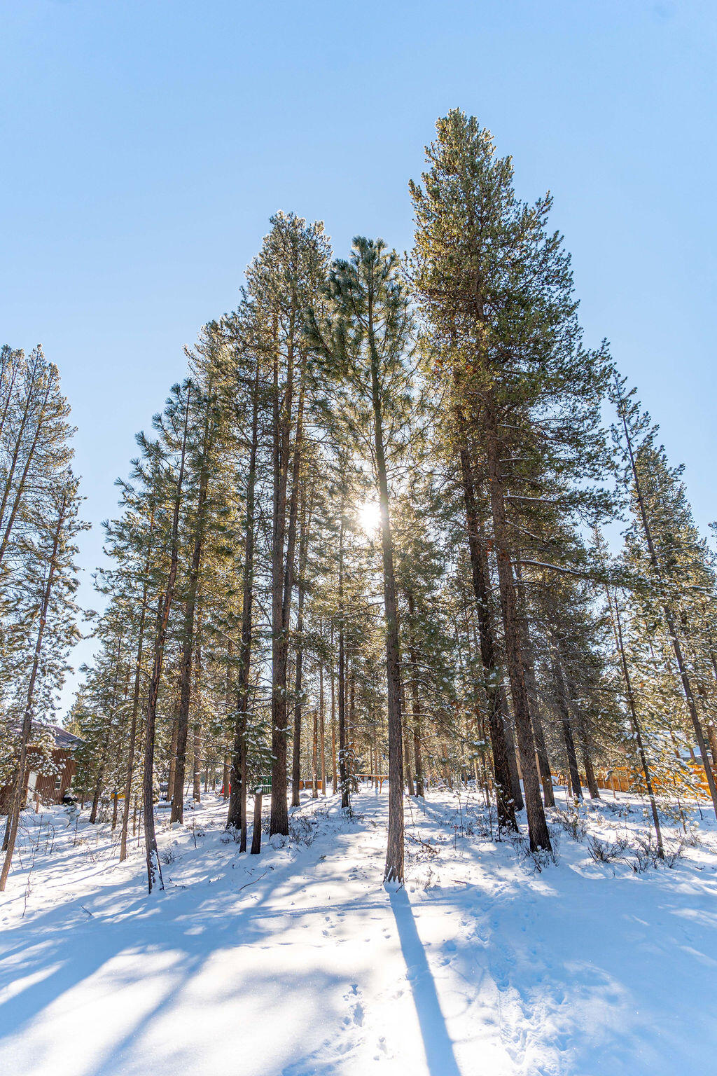 Forest View - Residential