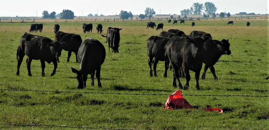 Barnes Ranch, located in Lake County, OR and utilizes Cattle Grazing, Alfalfa/Grass Hay, Triticale, and Rye. This 1,325.56-acre ranch is nicely watered w/ 700+ Irrigated Acres LWU Water Rights from Drews Reservoir, 2 Irrigation Wells, 2 Valley Pivots, 10 1/4-mile Wheel Lines, plus Ground Water Rights!  Machine shop/shed w/power & 14' high walls, 23'x48' shop, storage double garage w/overhead doors, 80'x73' Hay Barn {400-ton storage} 52'x78' Barn w/tack room, 84'x44' hay cover {300-ton storage} Cattle support equipment, corrals, loading chute, additional doctoring/calf pulling chute in back pasture for ease with mother cows. 2 well maintained homes, both well maintained. Main home is a Ranch Style, 1967 remodel, 3 bed/2 bath, a double-sided Native Rock Fireplace, attached double car garage w/overhead doors, new roof 2022, The second home is a 1968 in remodel, 3 bed/2 bath, Ranch design with full basement and deck. Production, cattle, timber, water, homes, and this one has it all!