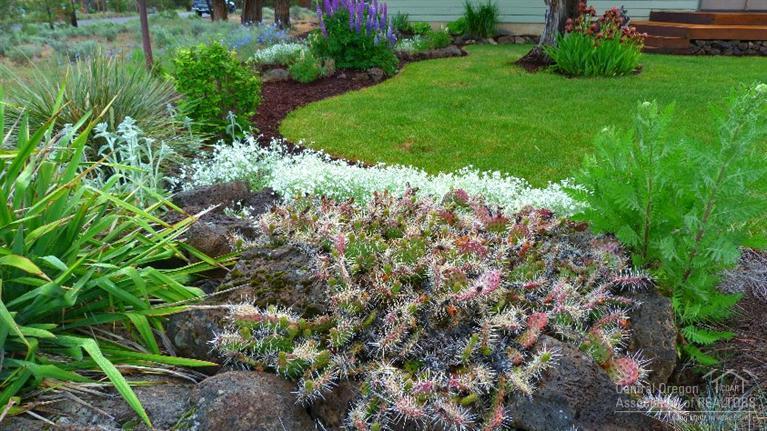 Cimarron City - Residential