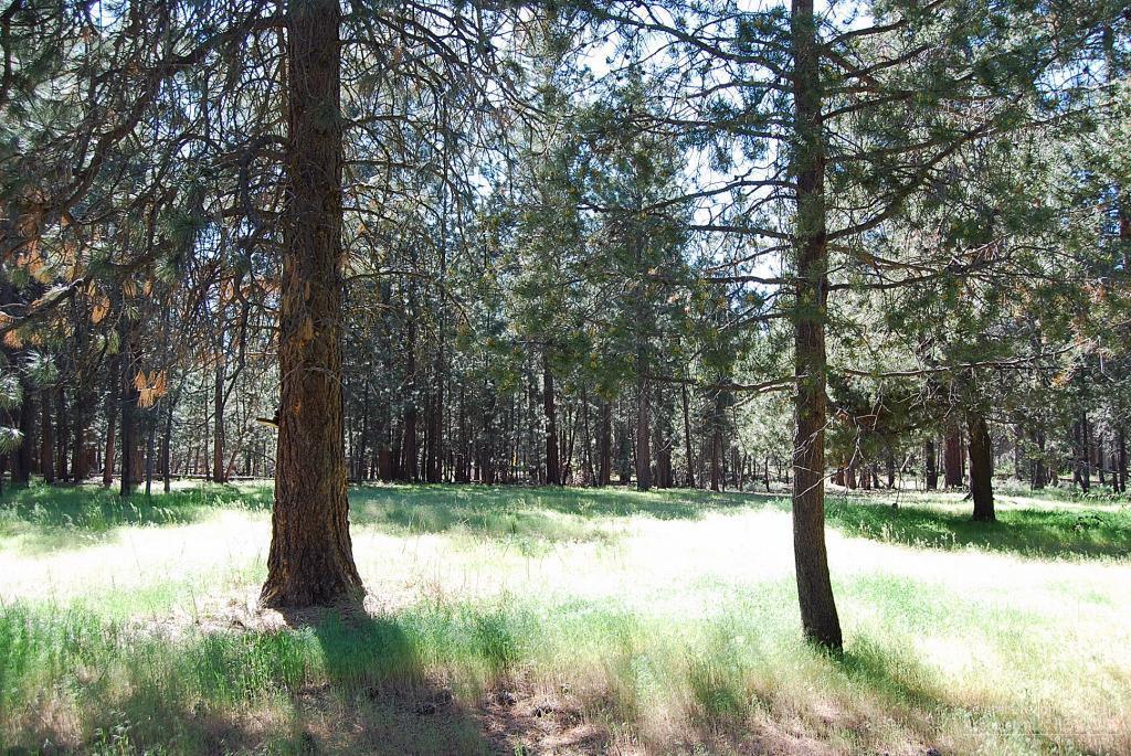 Ponderosa Pines East - Residential