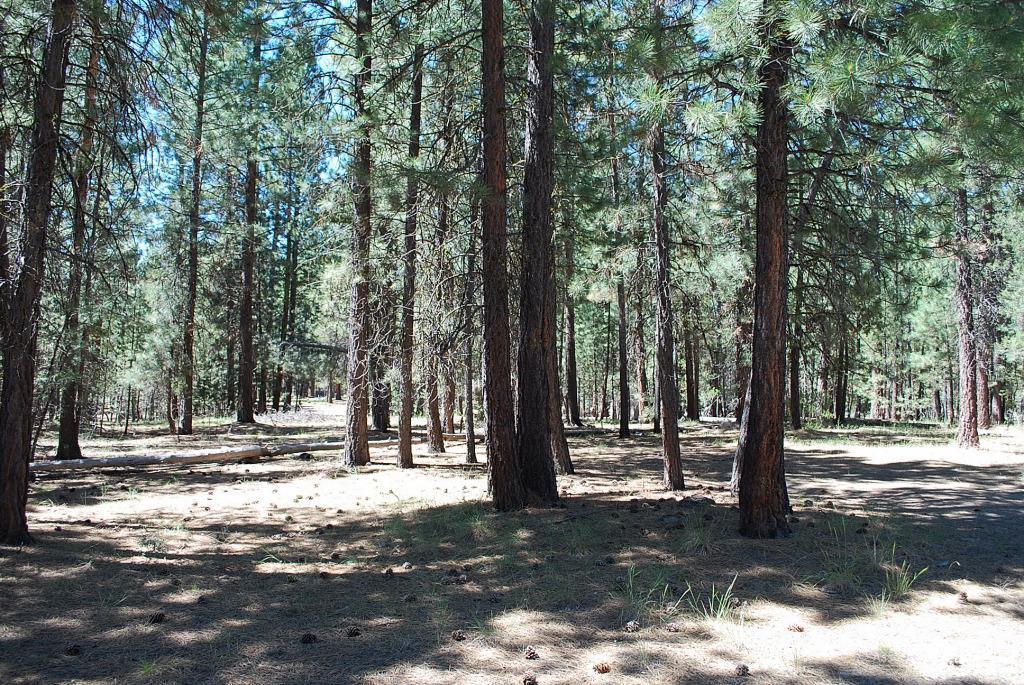 Ponderosa Pines East - Residential