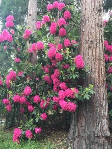 Albert C. Meyer Subdivision - Residential