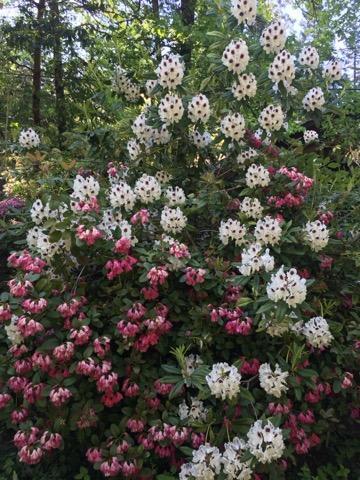 Albert C. Meyer Subdivision - Residential