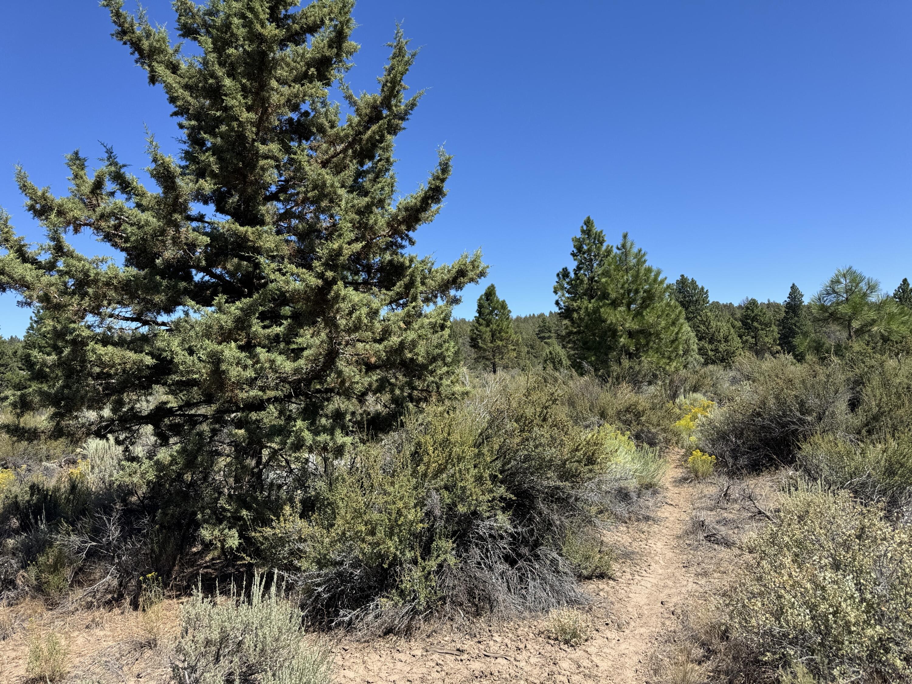 Klamath Forest Estates - Land