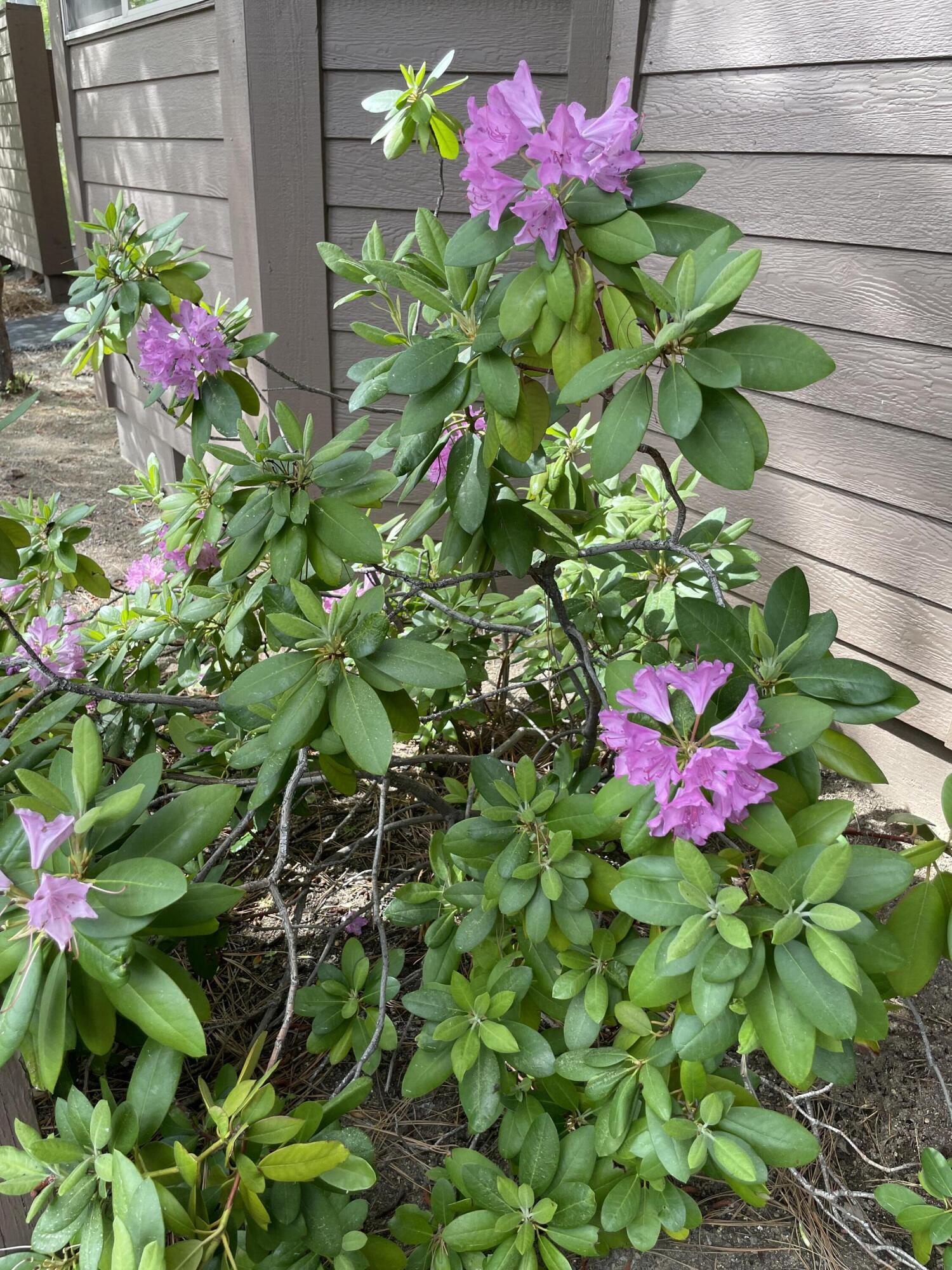 The Ridge - Residential