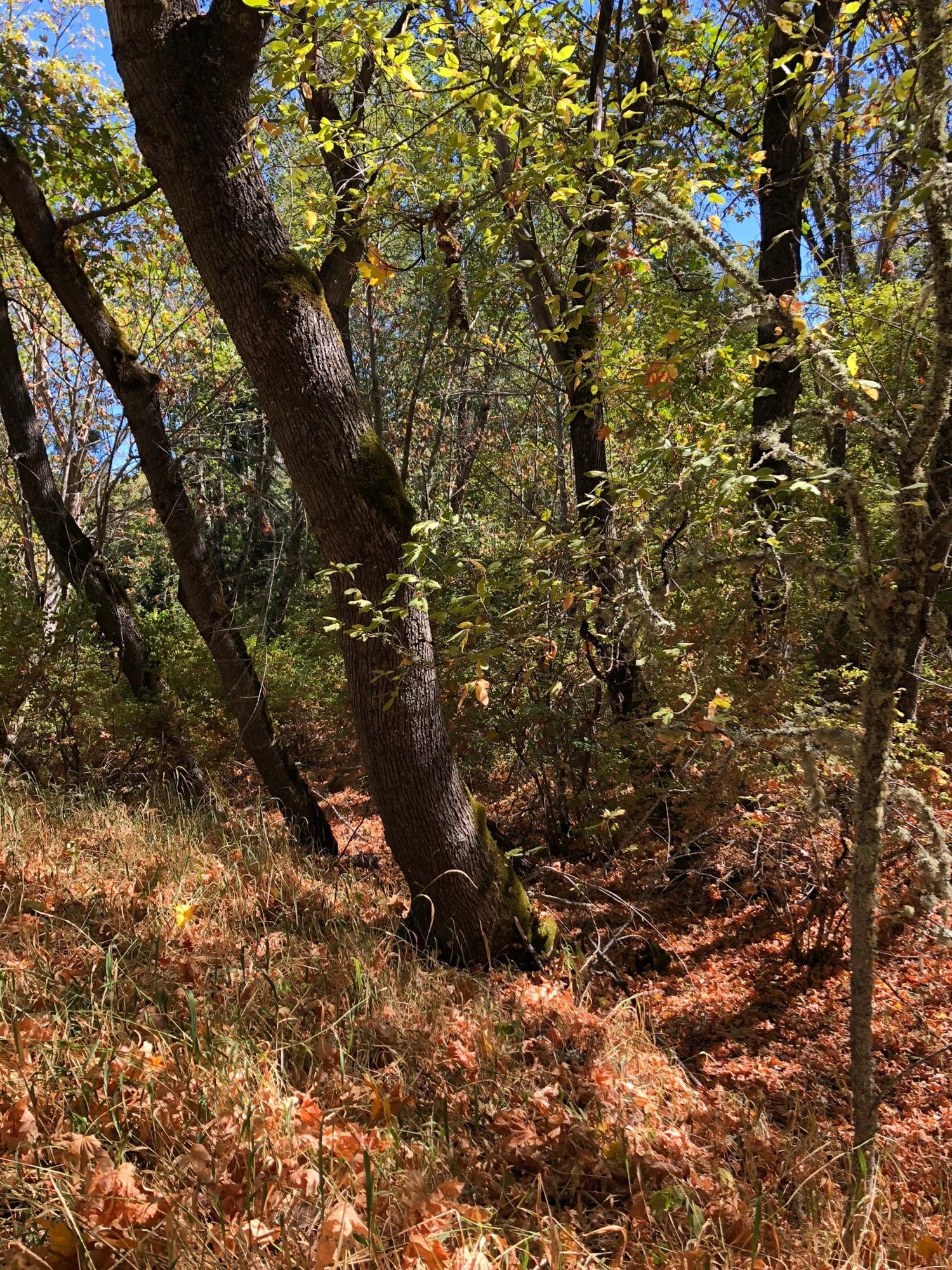 Thompson Park Subdivision - Land